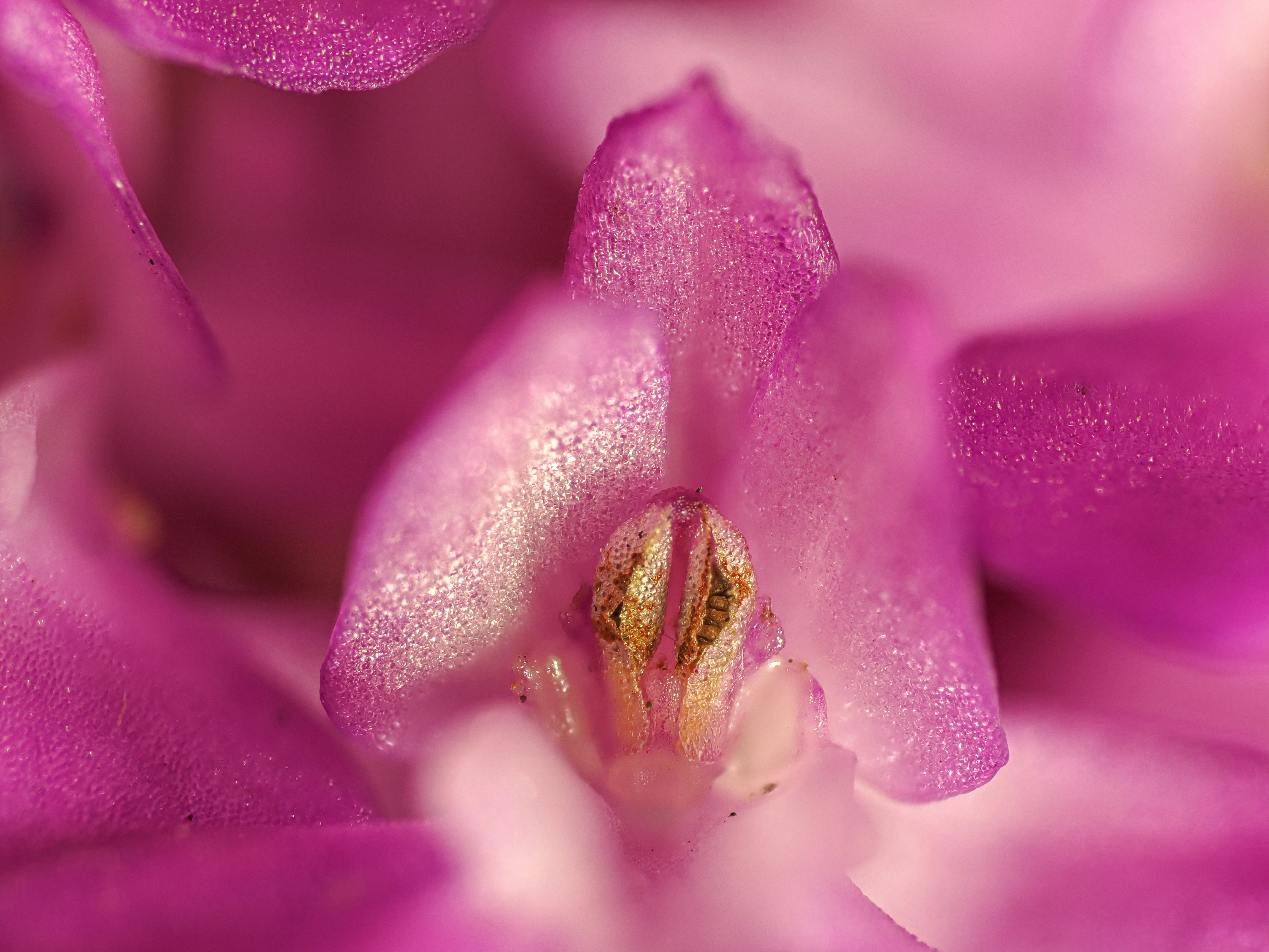 Photo by abushihabmarey