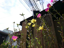A bunch of flowers that are by a fence
