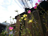 A bunch of flowers that are by a fence