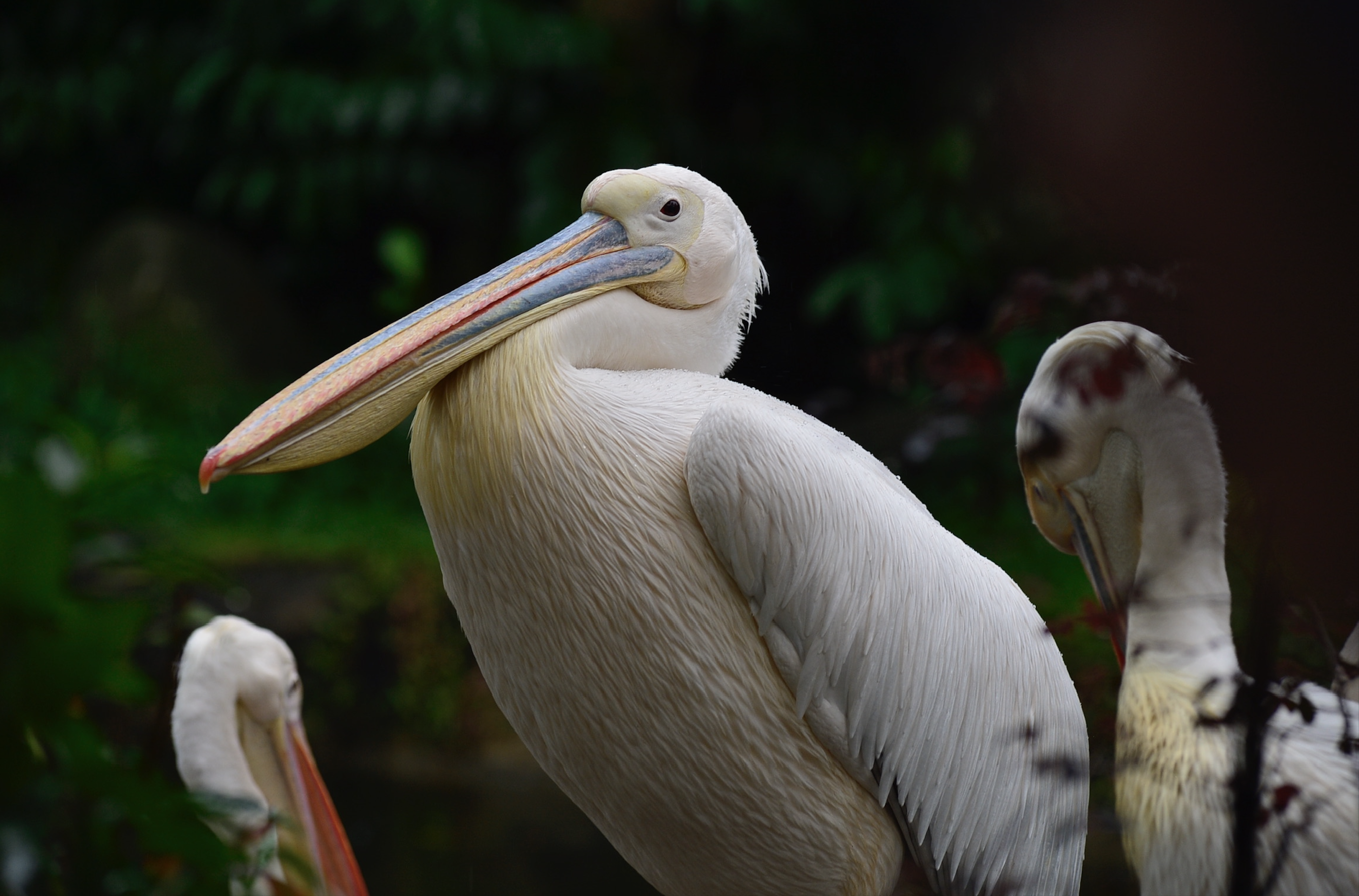 Photo by chattysapphire54