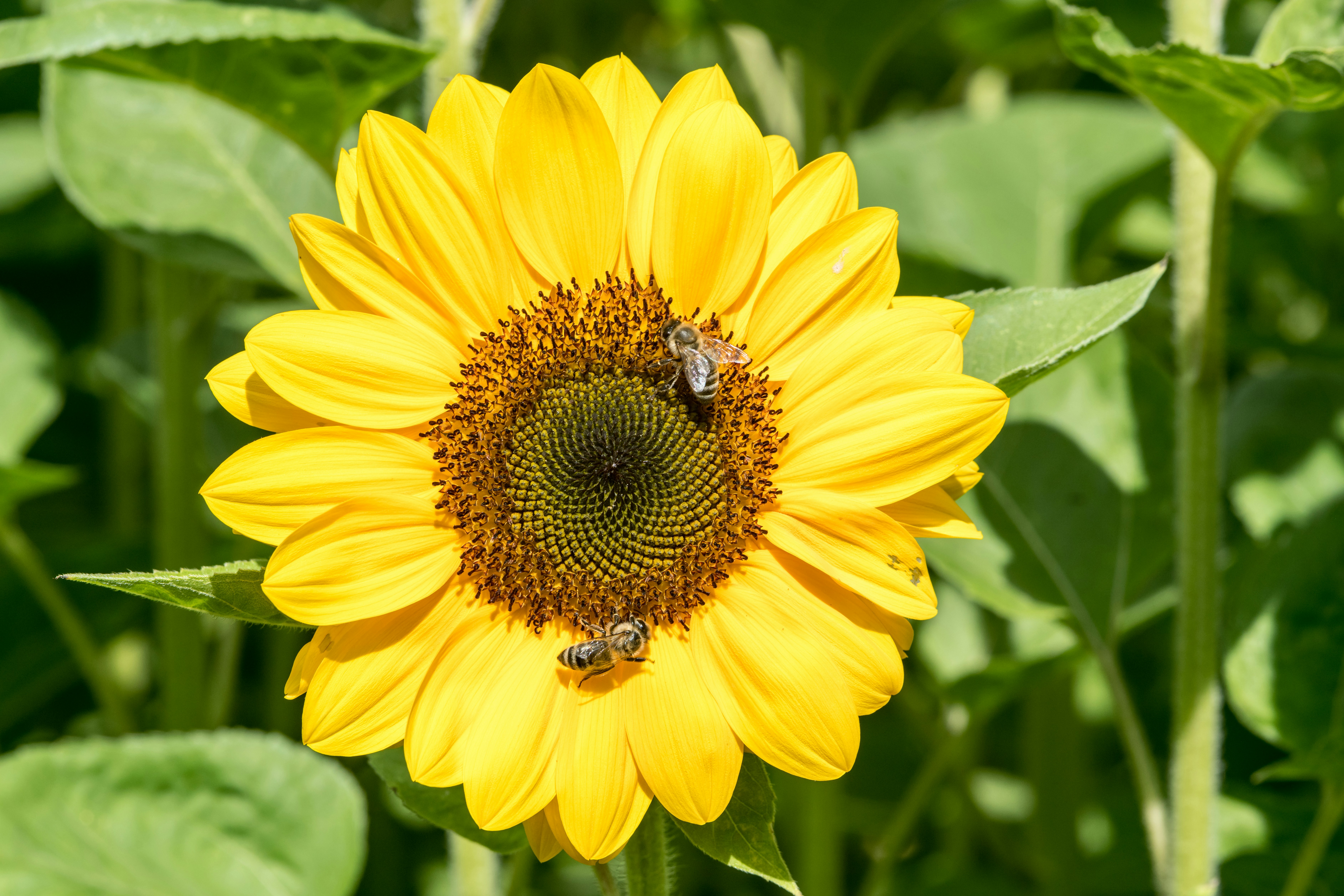 Photo by hamburgmeinefreundin