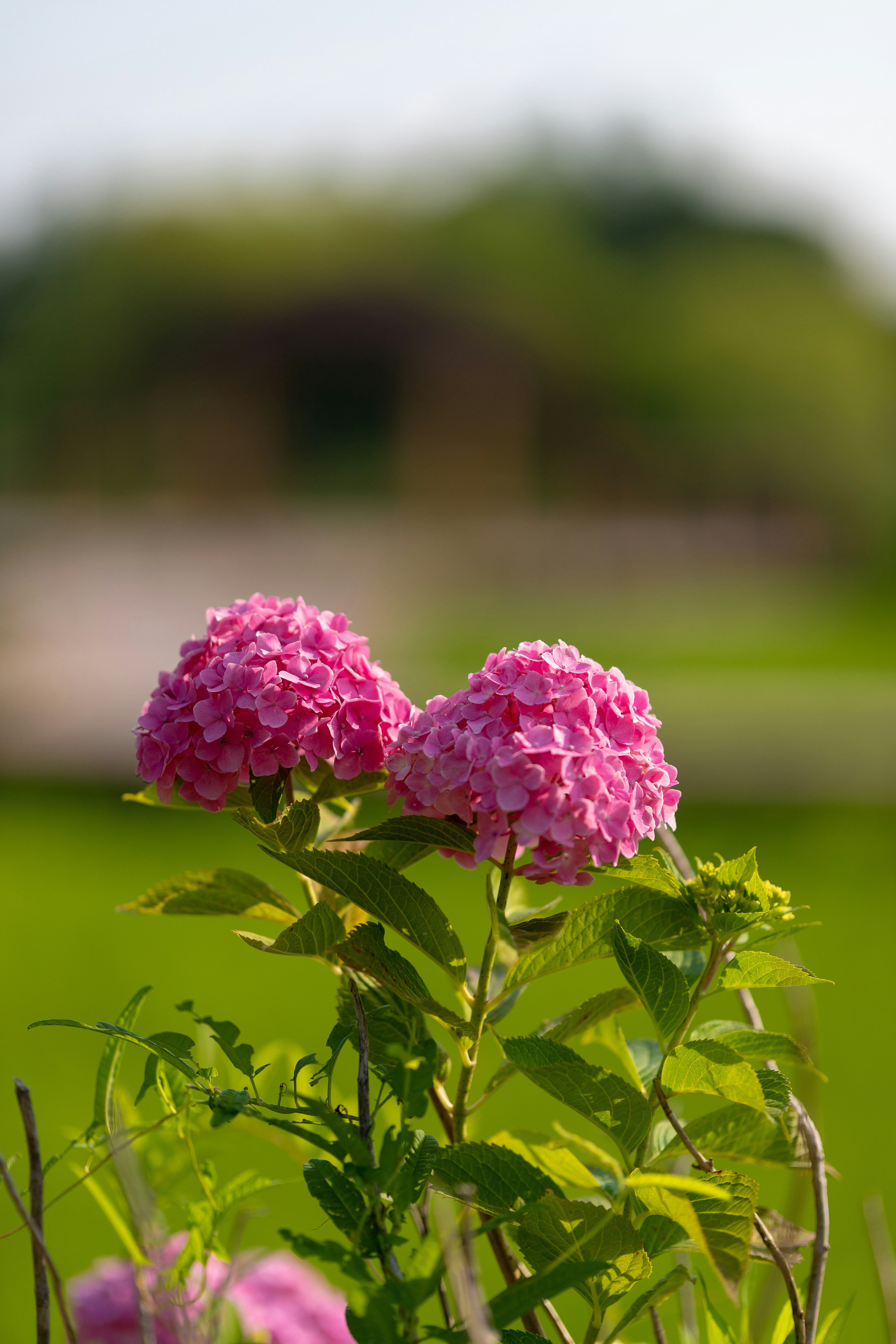 Some pink flowers in a green field photo – Free 舎人公園 Image on Unsplash