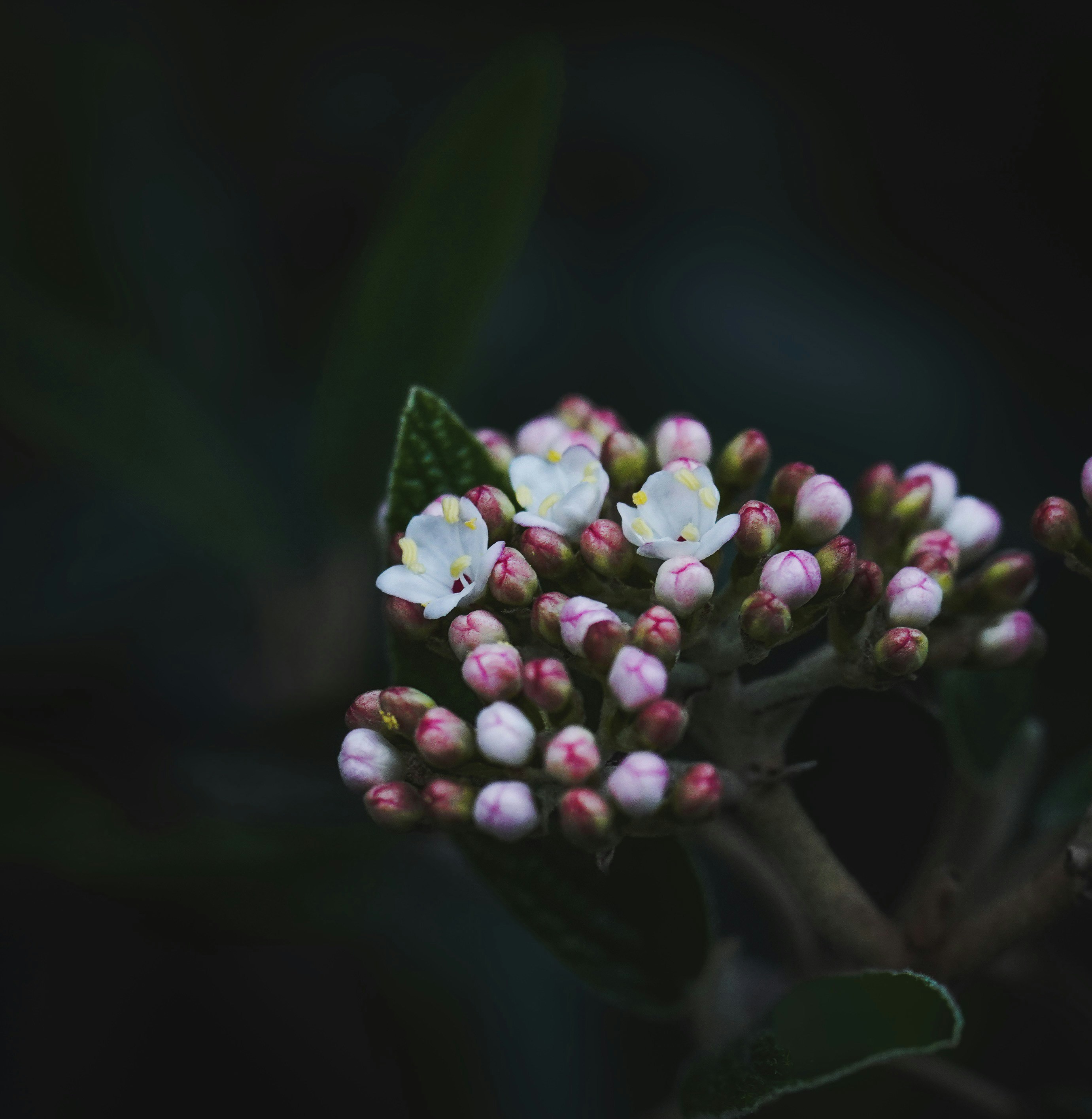 Photo by andreas_schnabl