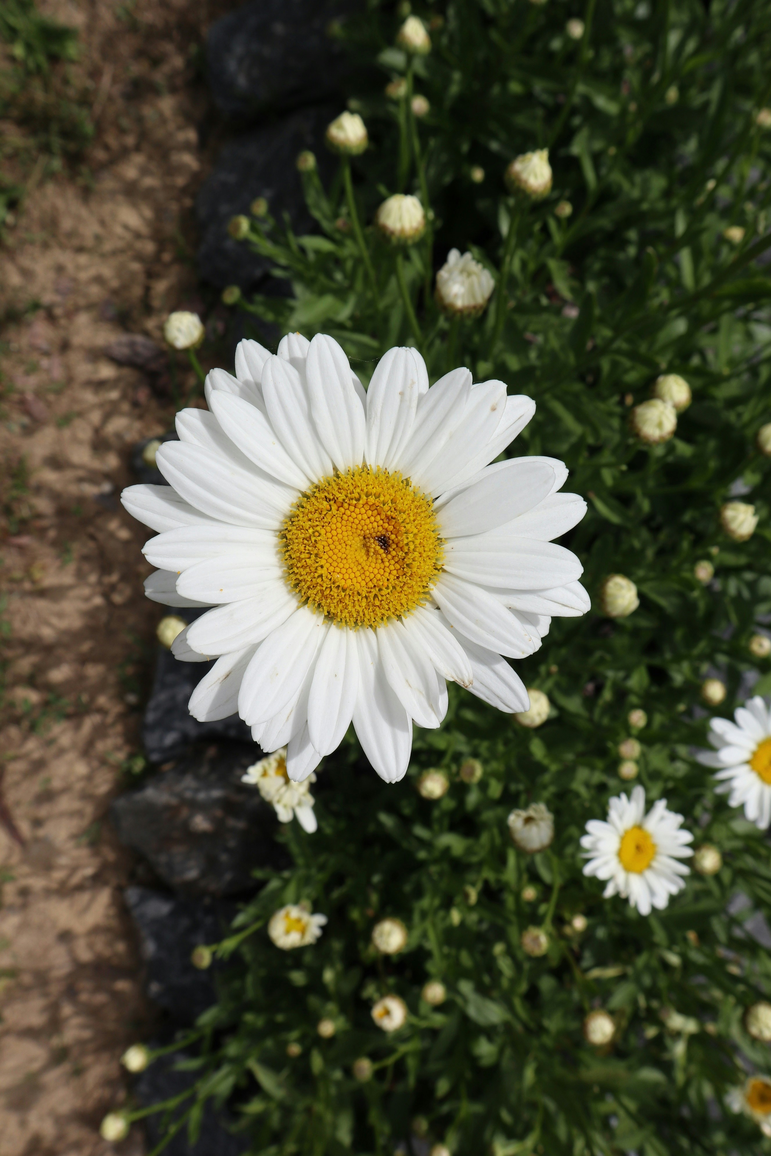 Photo by balint_miko