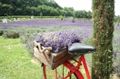 A red bicycle with a basket full of lavenders