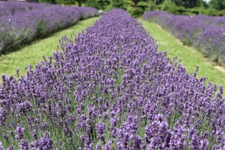 Health Vibes - lavender essential oil is made from the flowering lavender plant
