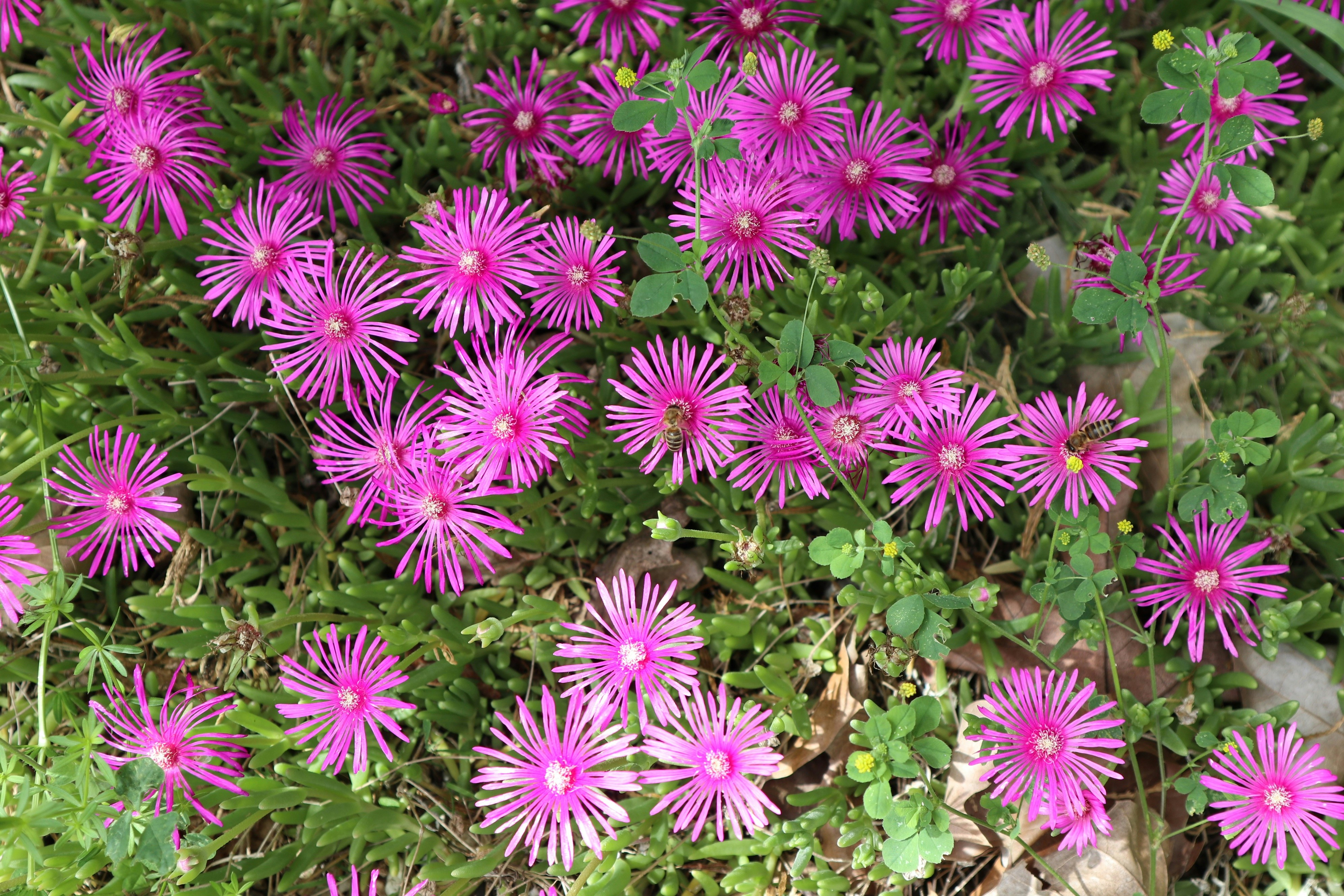 Photo by balint_miko