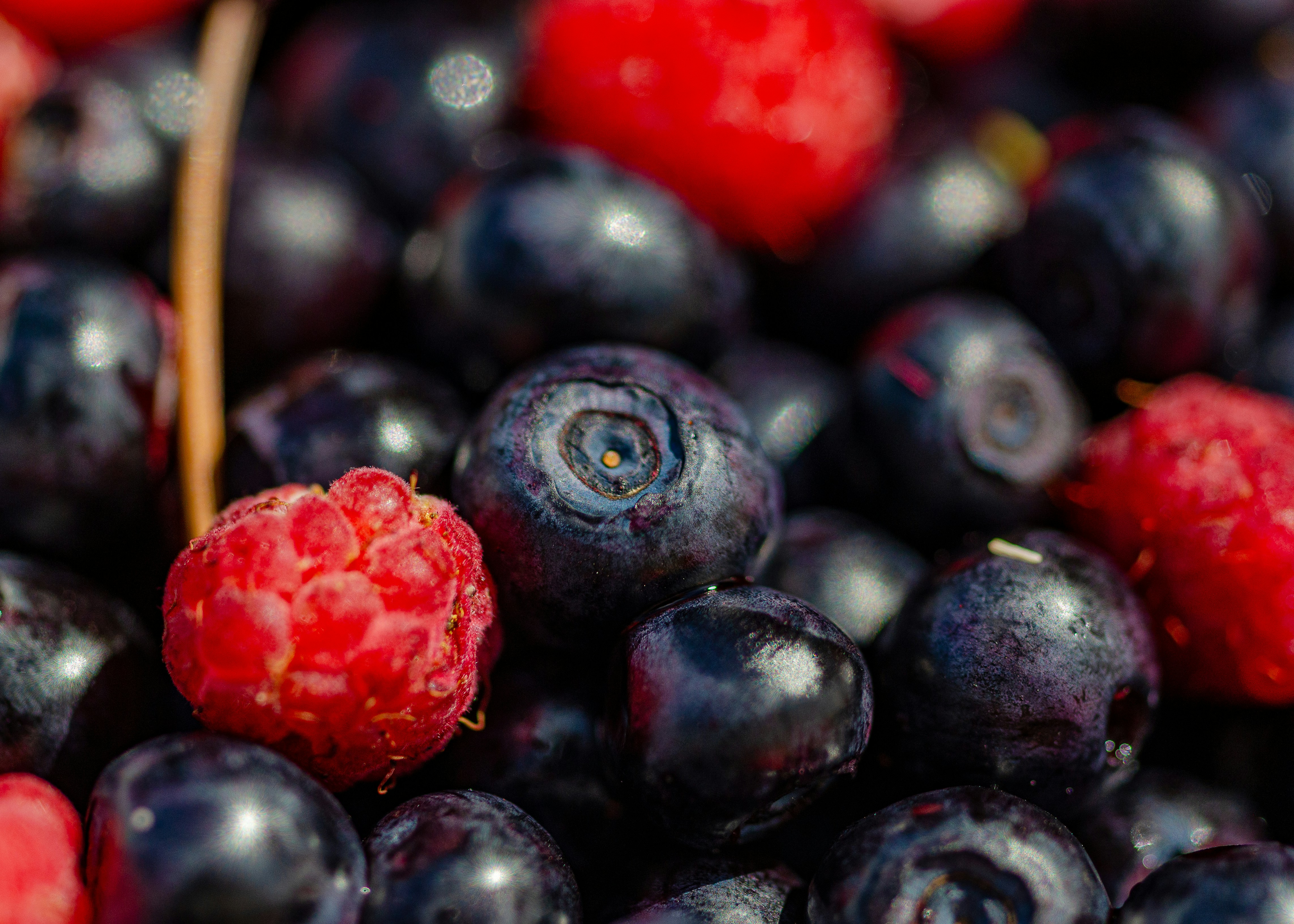 Photo by andrilliardbond