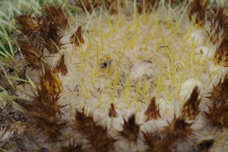 A close up of a cactus with lots of dirt on it
