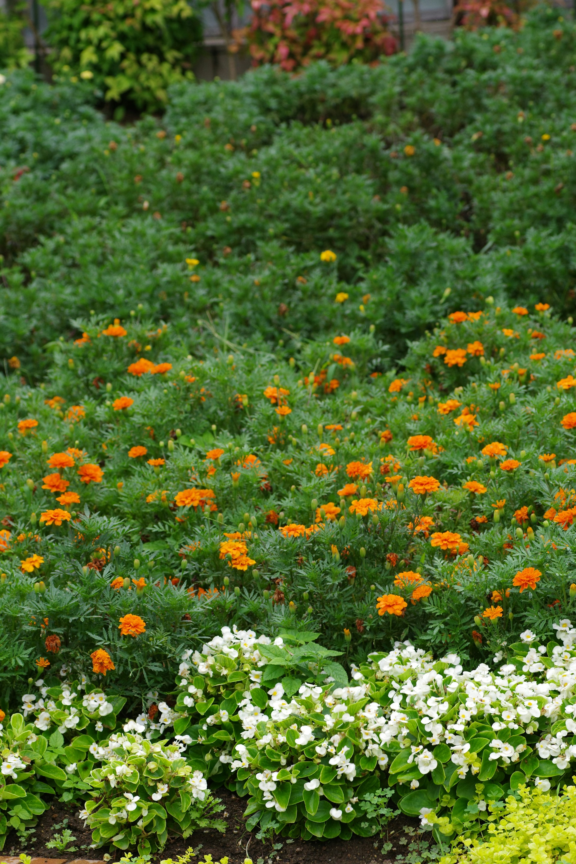 A garden filled with lots of different types of flowers