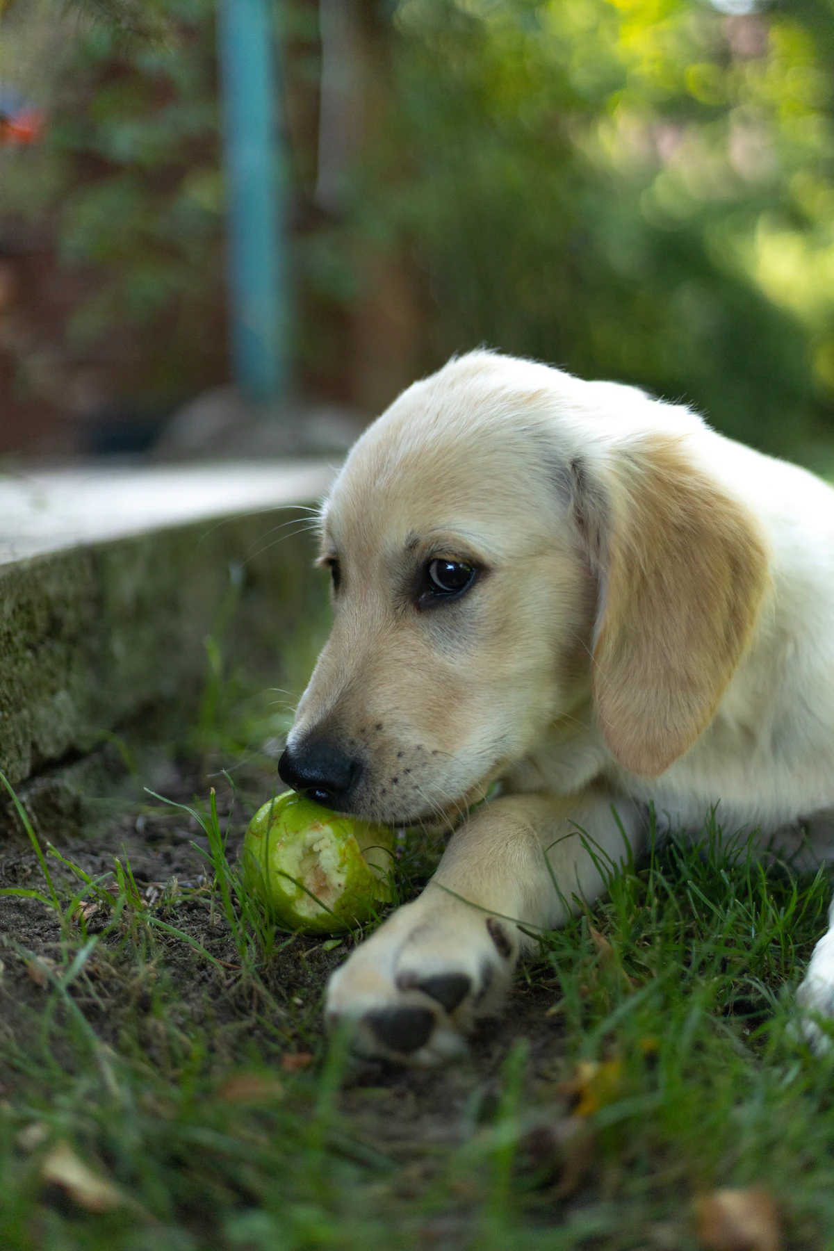 Chiot croquant une pomme verte dans l'herbe