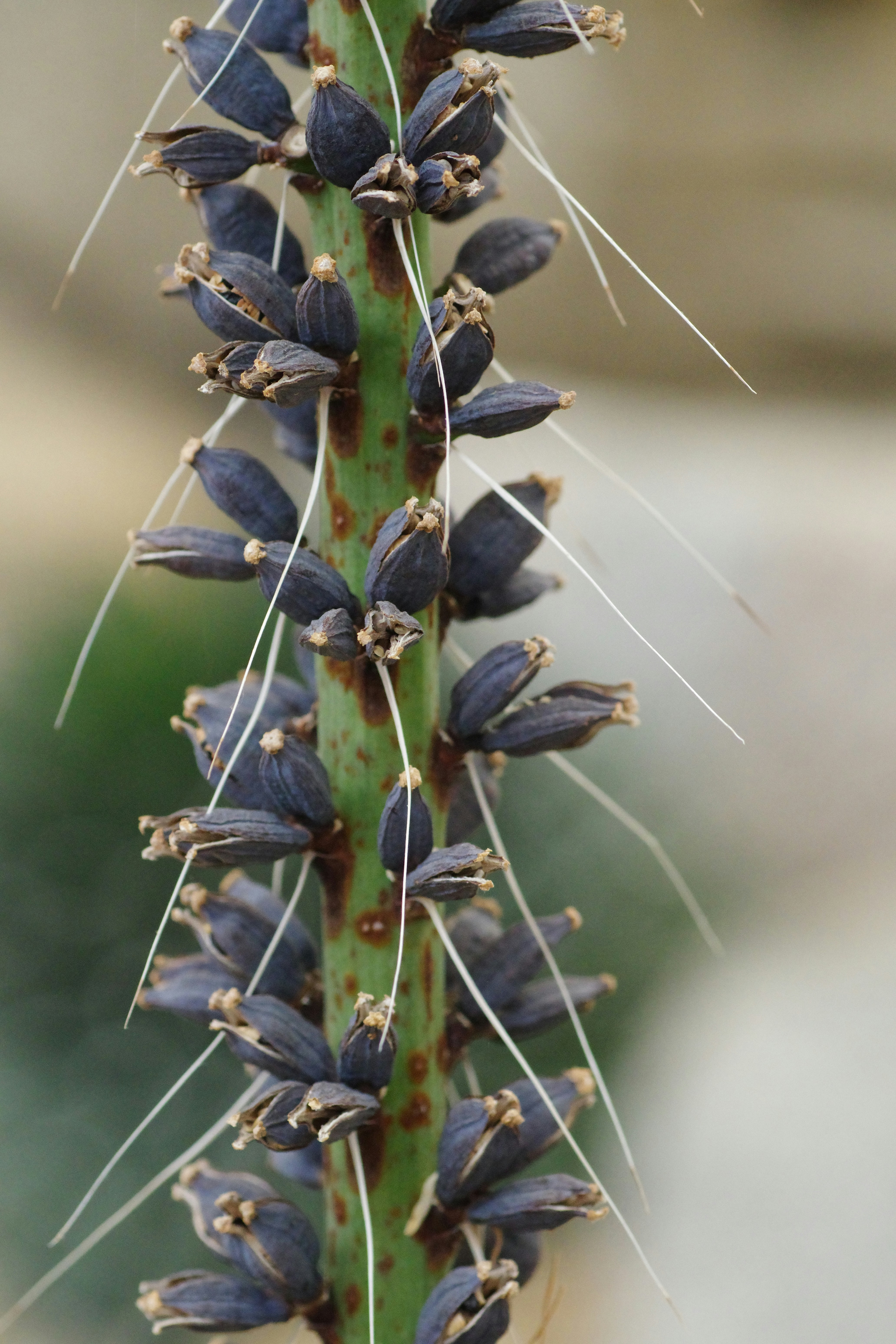 A close up of a flower on a plant