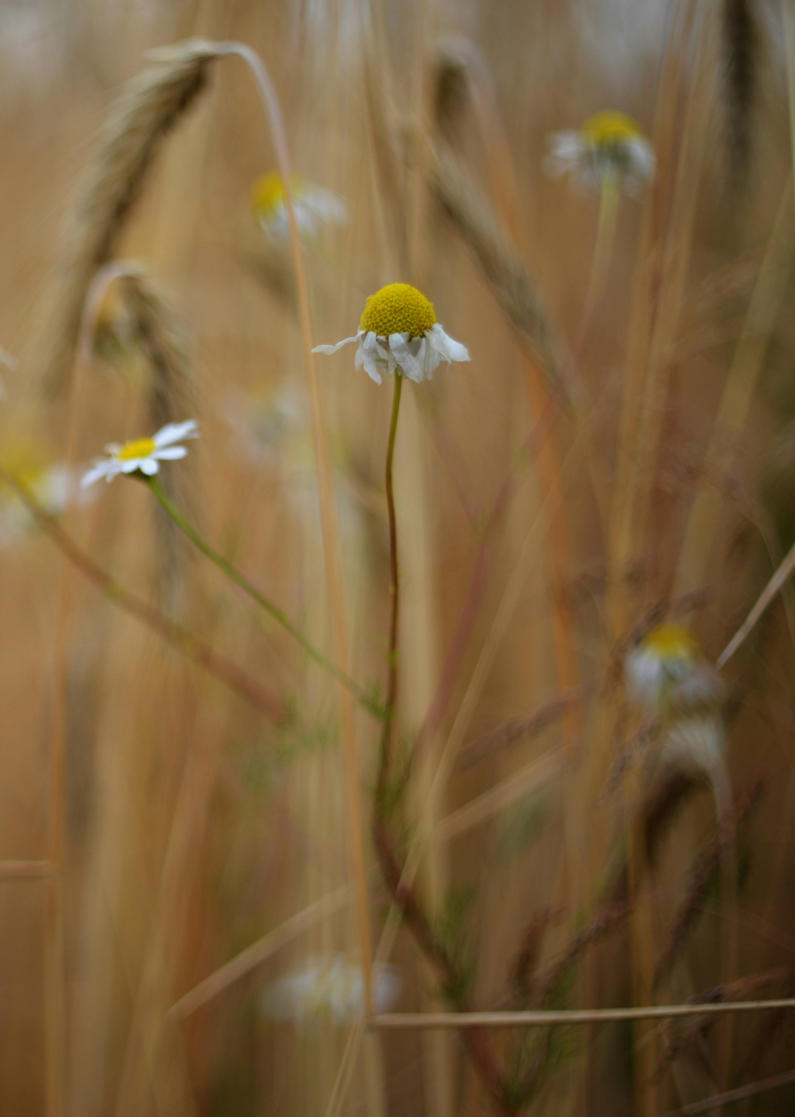 Photo by cherstve_pechivo