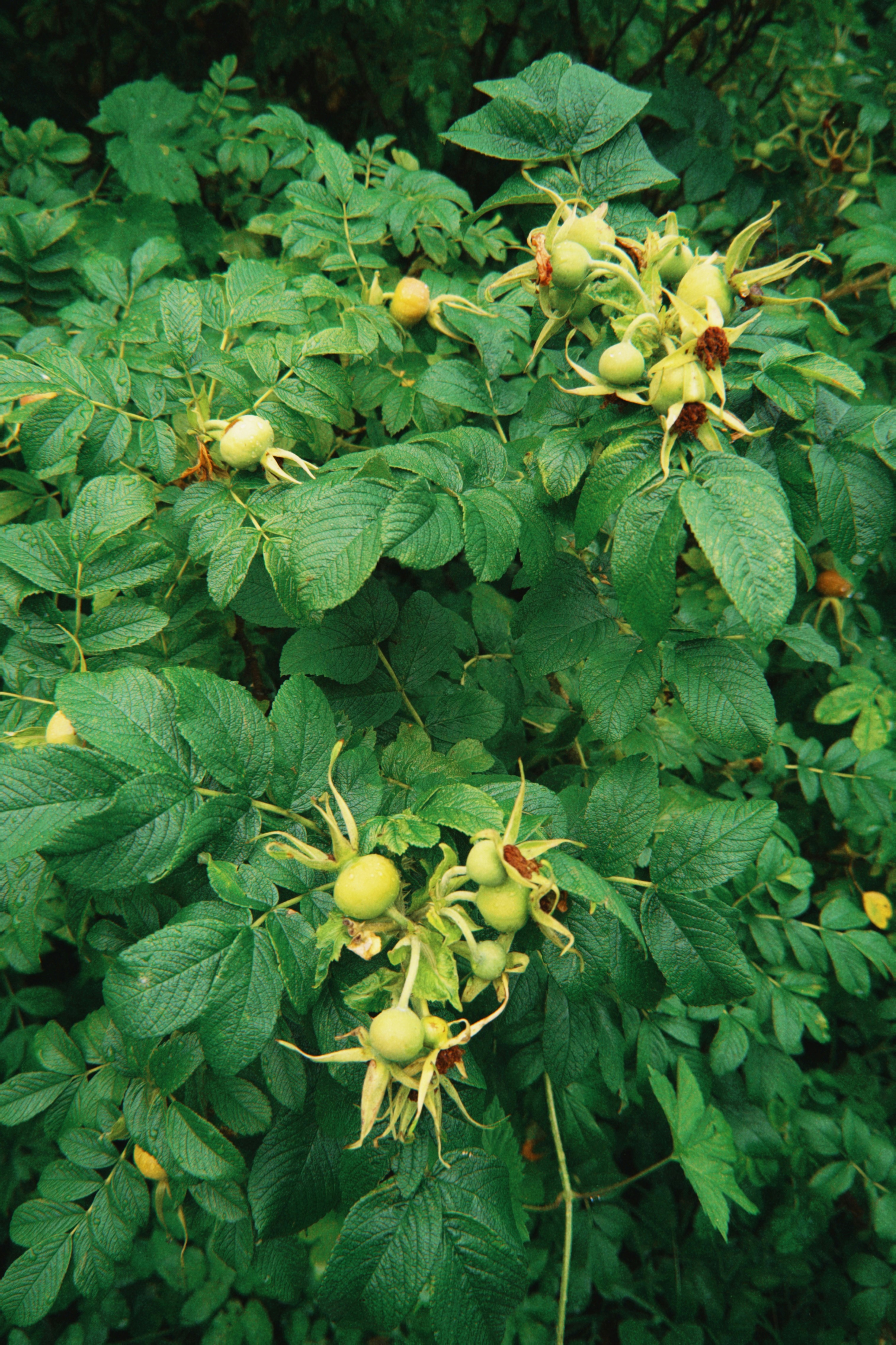 A close up of a tree with green leaves