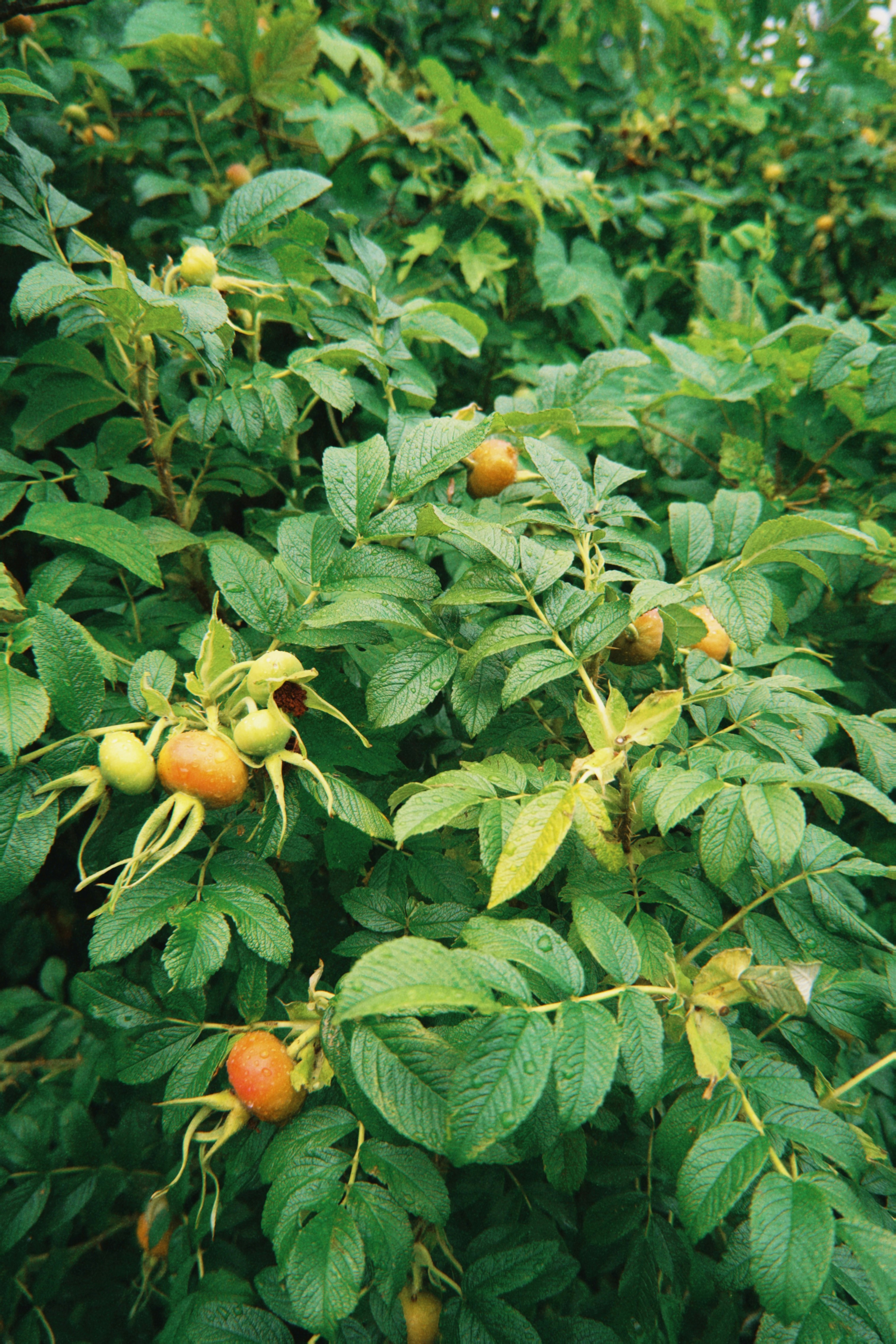 A bush with lots of fruit growing on it