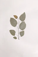 A branch of a plant with leaves on a white background