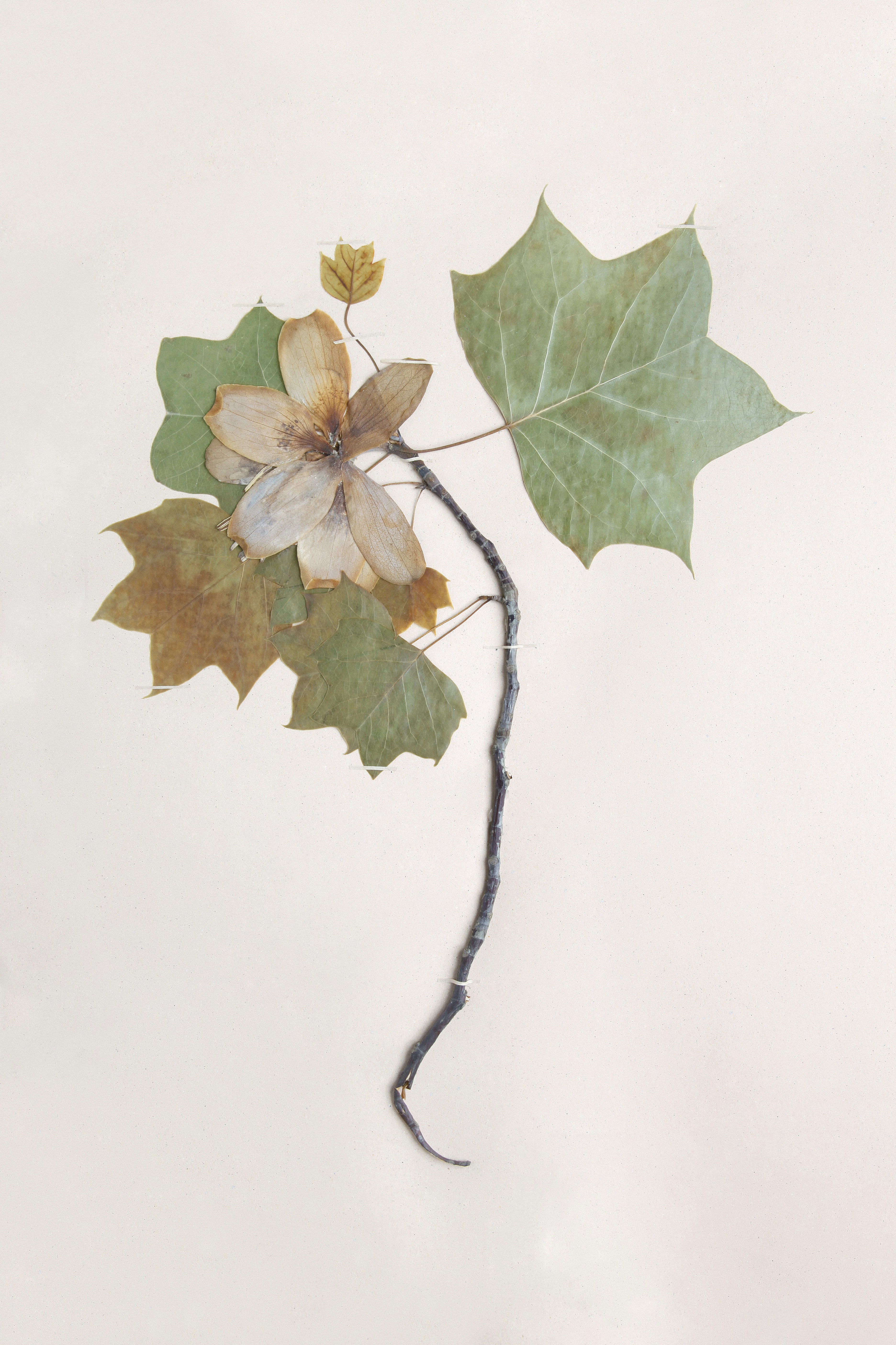 Una rama con una flor y hojas adheridas a ella