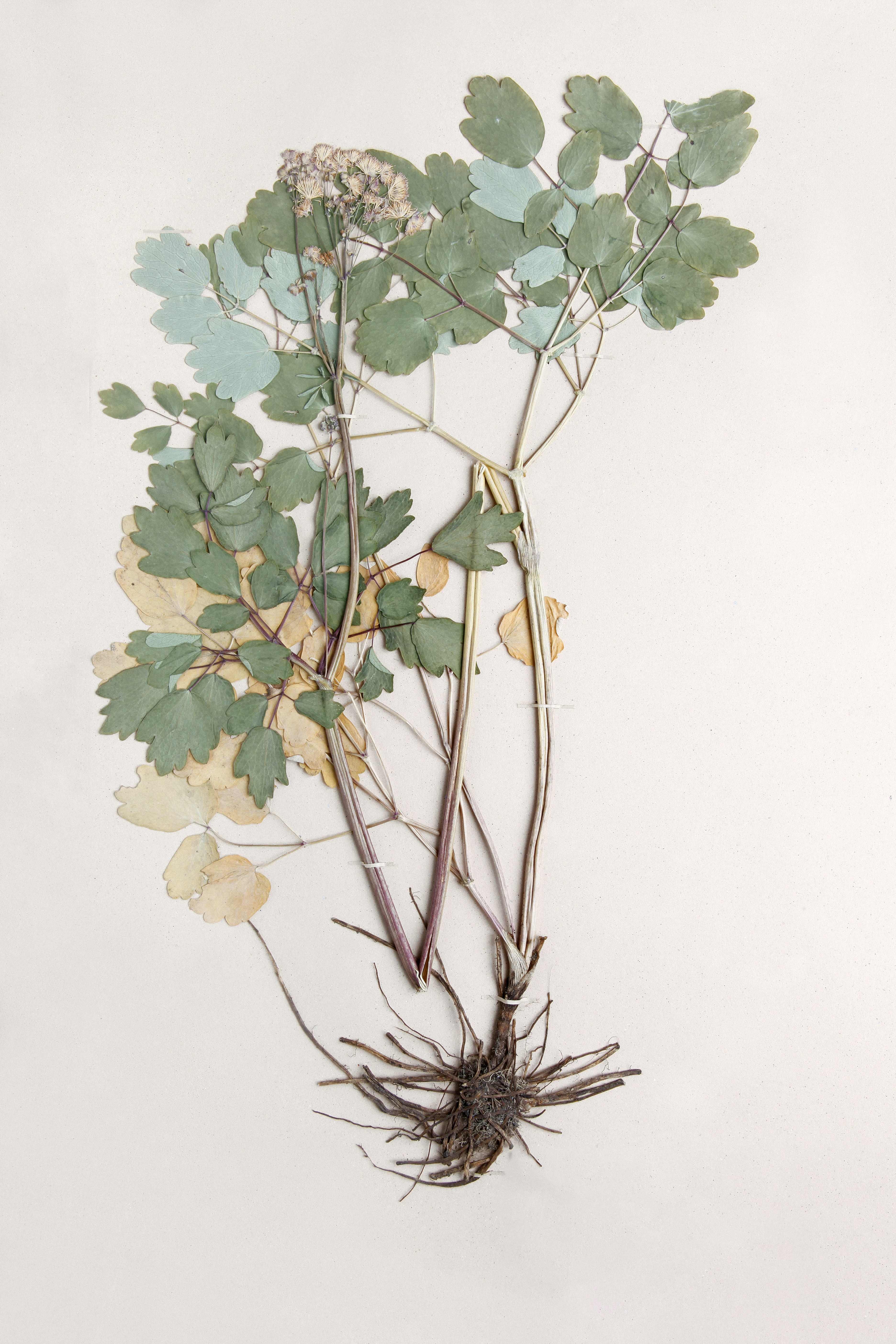 Una imagen de una planta con hojas verdes