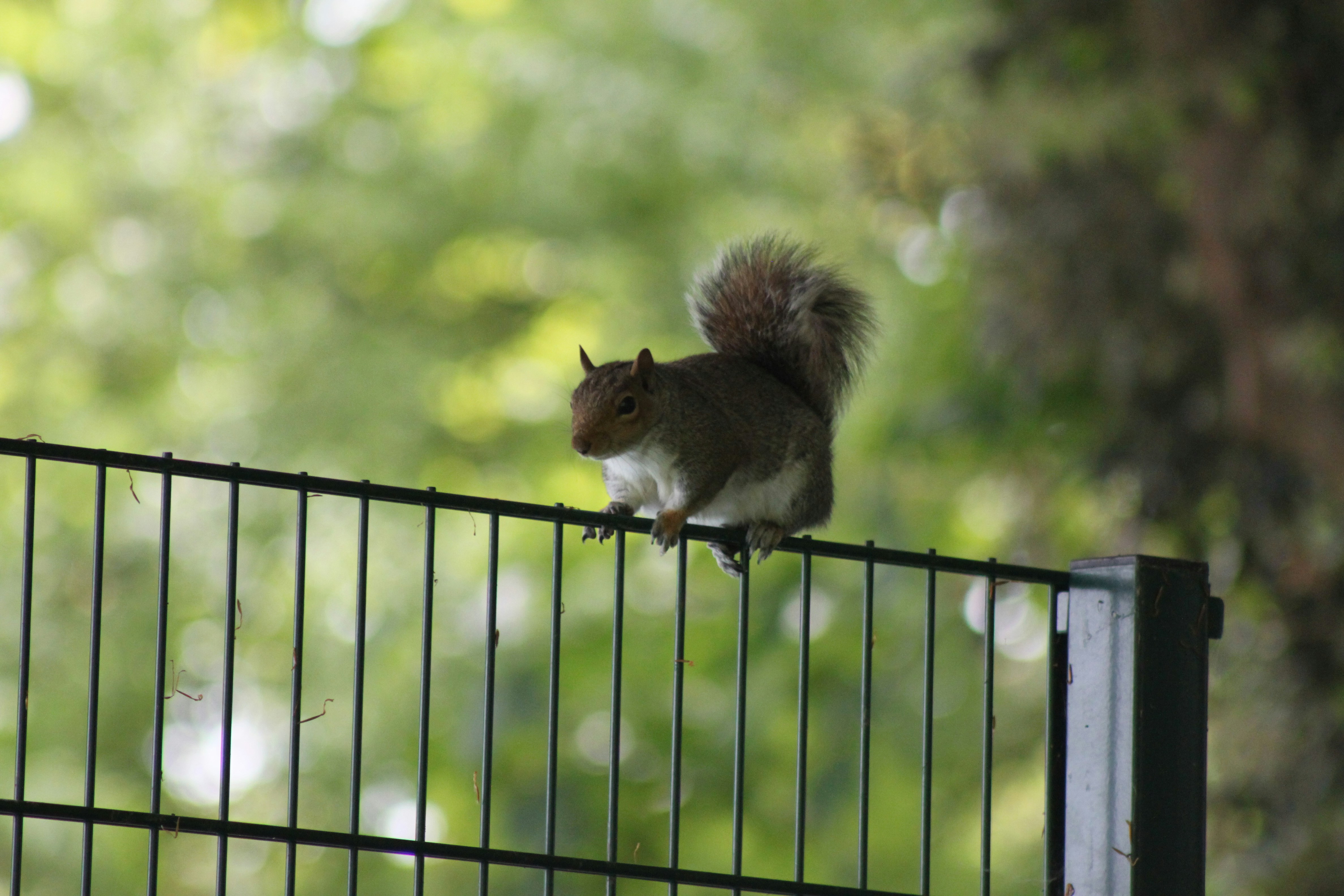 A squirrel sitting on top of a metal fence photo – Free Eastbourne