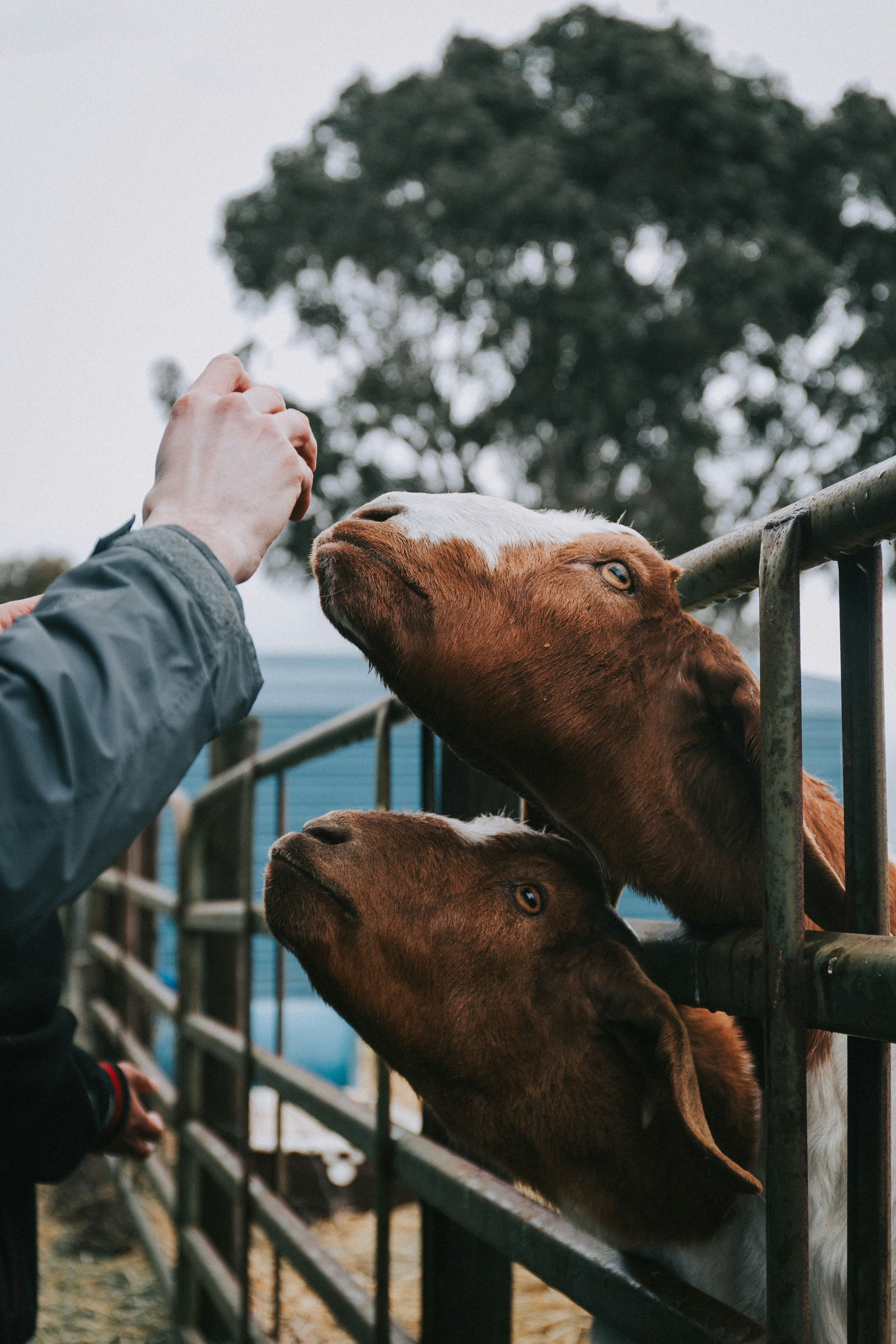 A person feeding a cow over a fence