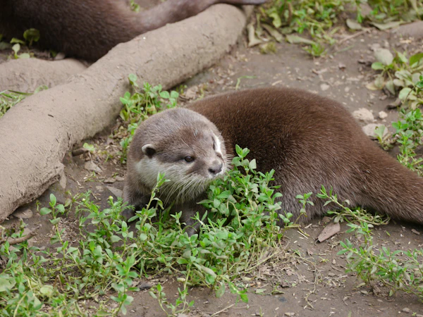 コツメカワウソ