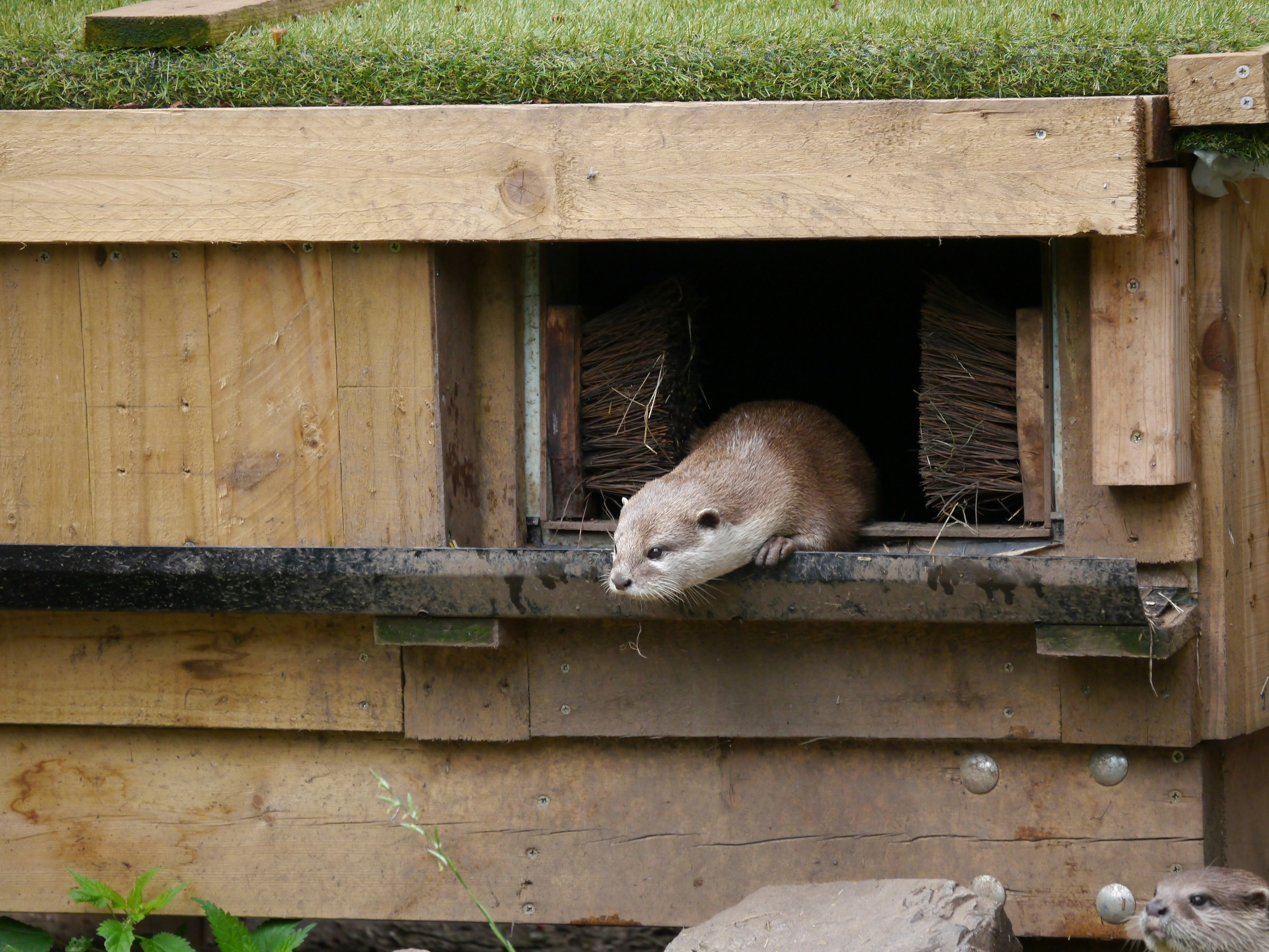 A large animal laying on top of a wooden structure
