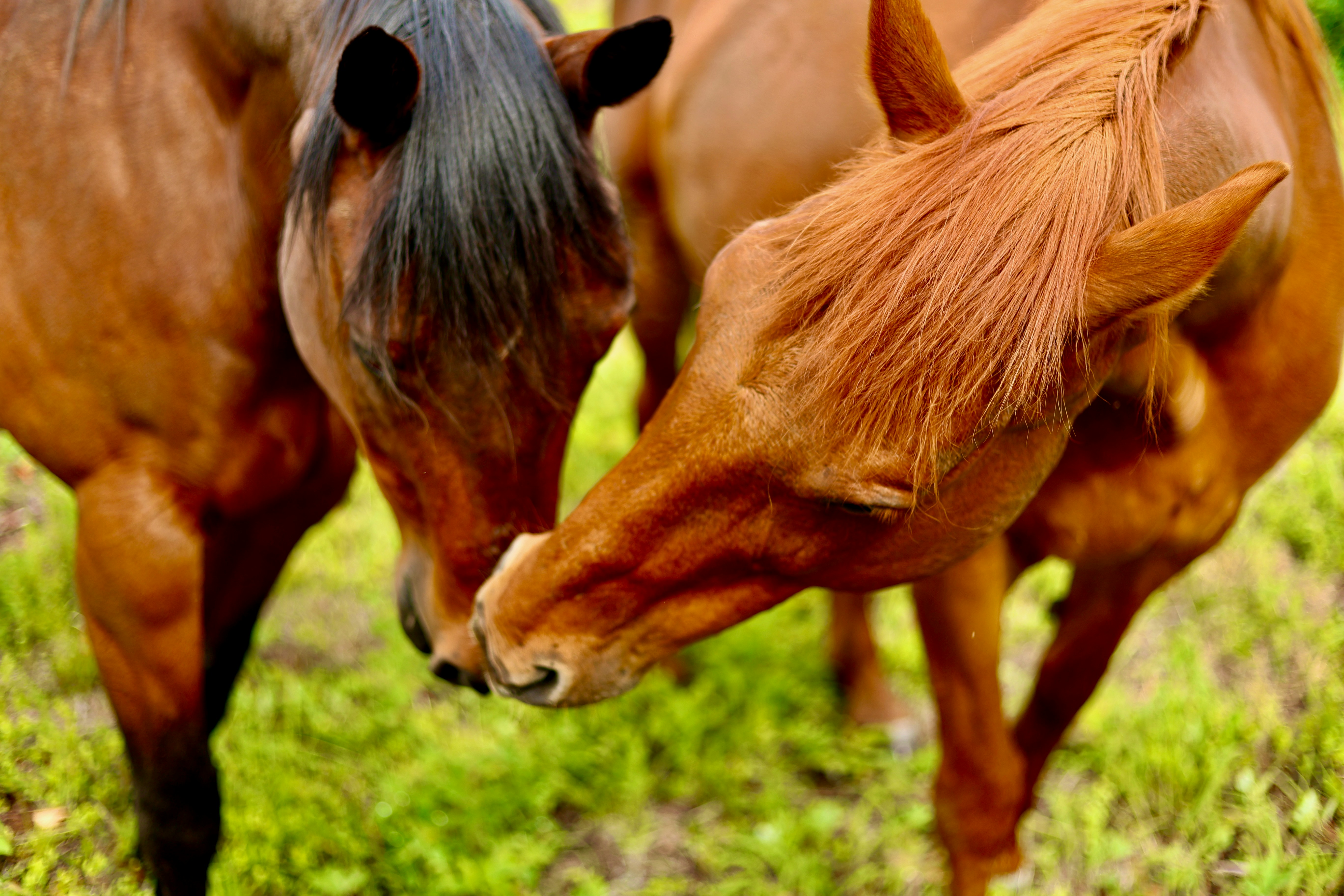 Two horses hugging in a field