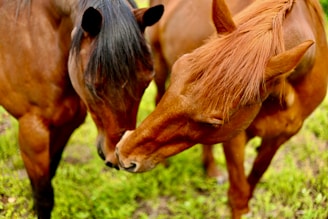 A couple of brown horses standing on top of a lush green field