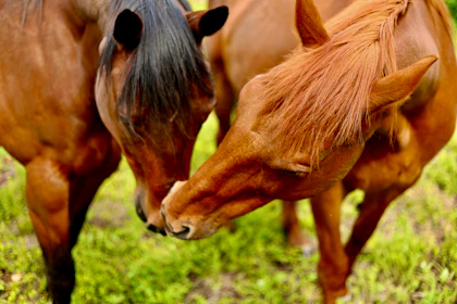 A couple of brown horses standing on top of a lush green field