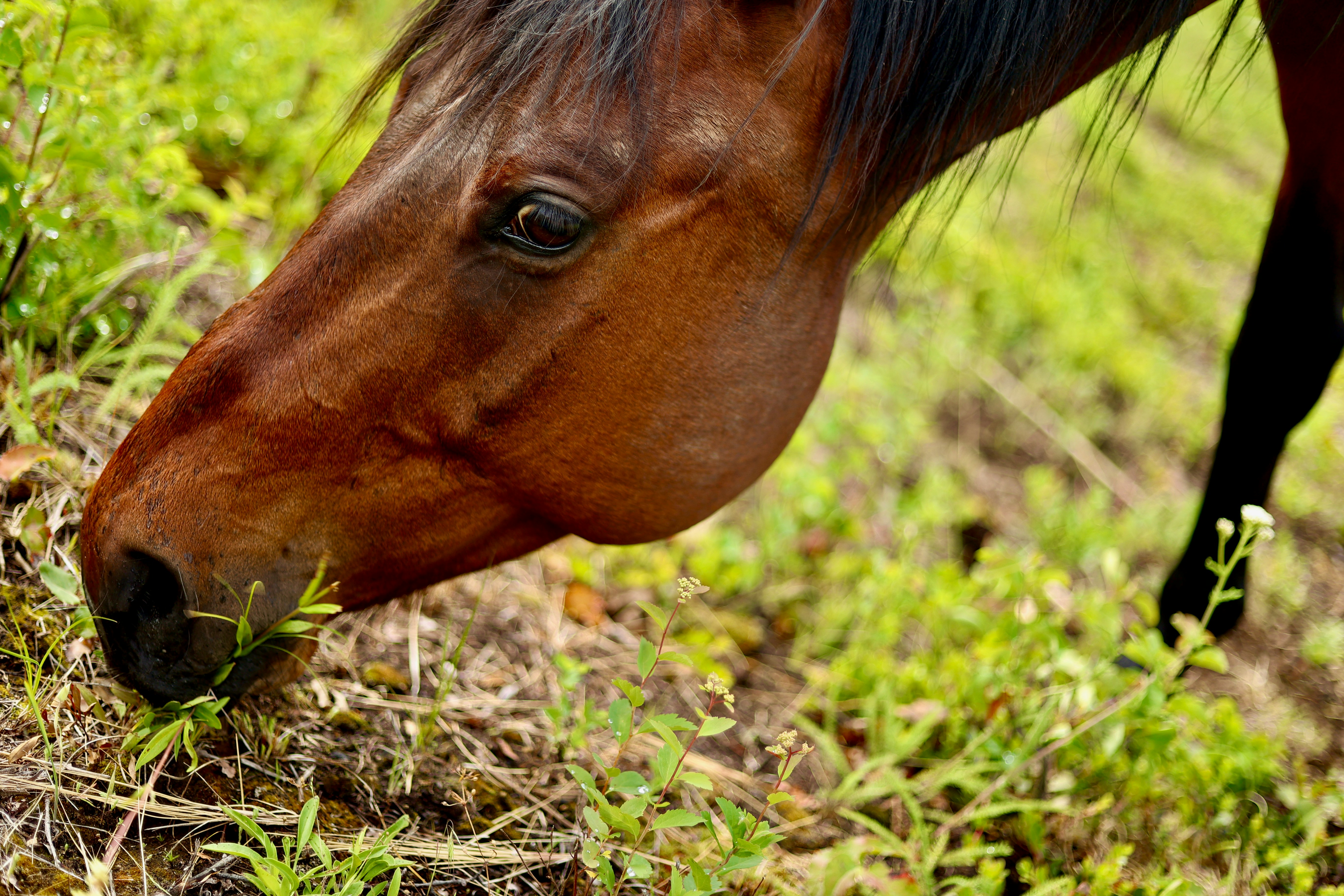 Entretien en visio pour poser des questions sur l'alimentation du cheval.