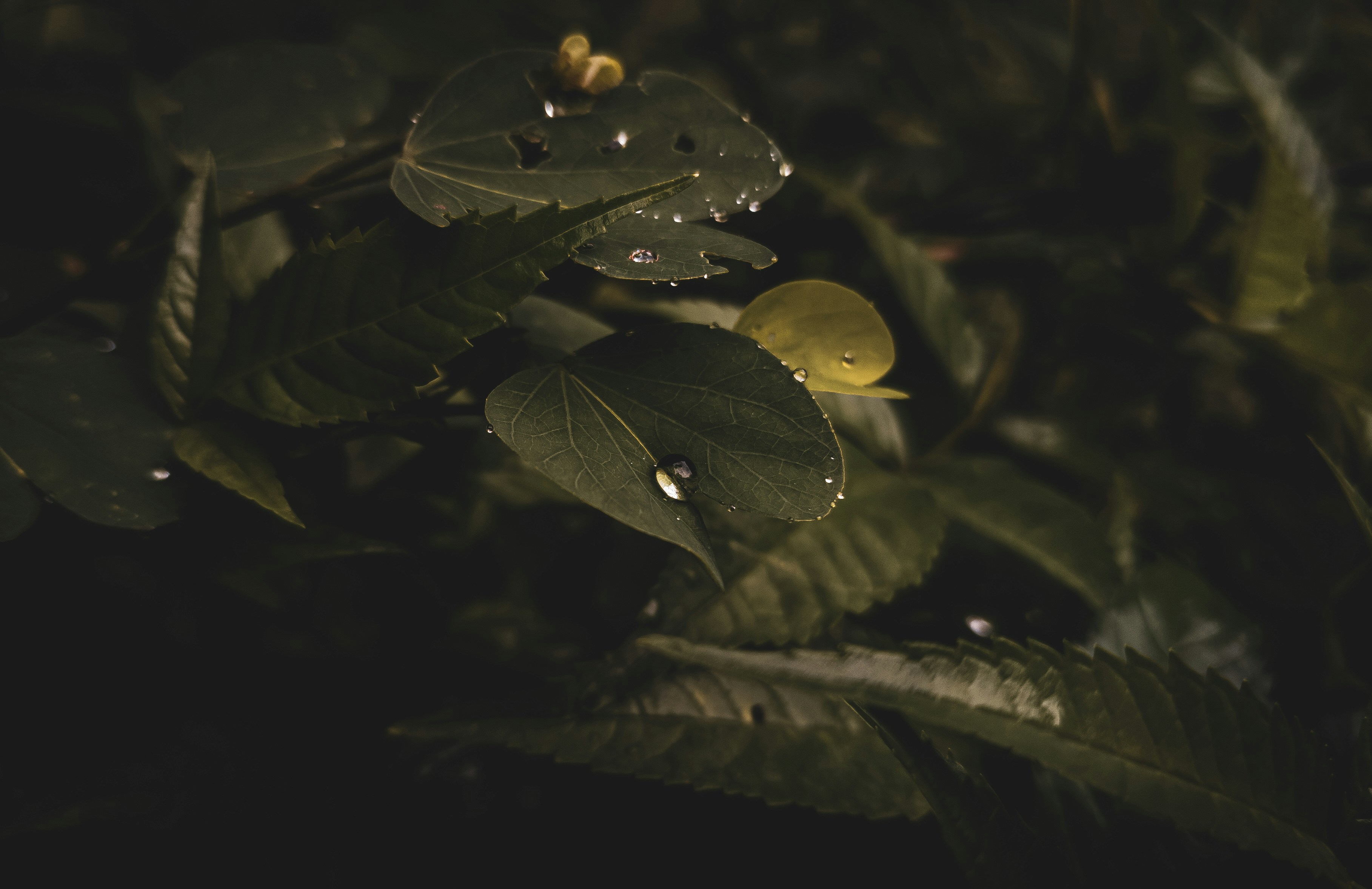 Photo by _rogerpaapan_