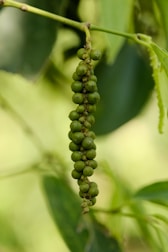 A bunch of green fruit hanging from a tree