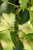A close up of a plant with green leaves