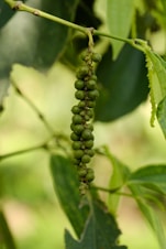 A close up of a plant with green leaves