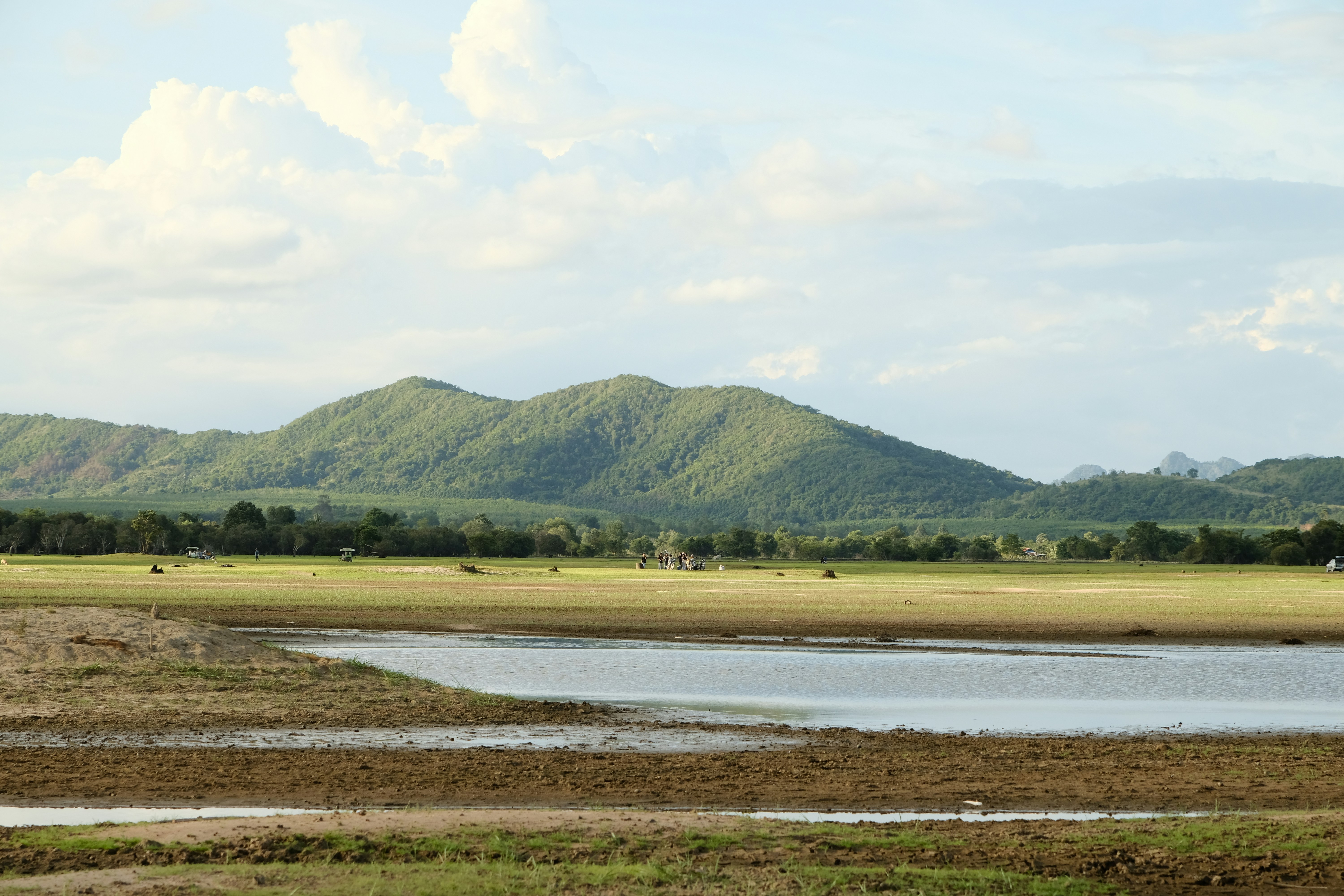 A herd of cattle grazing on a lush green field