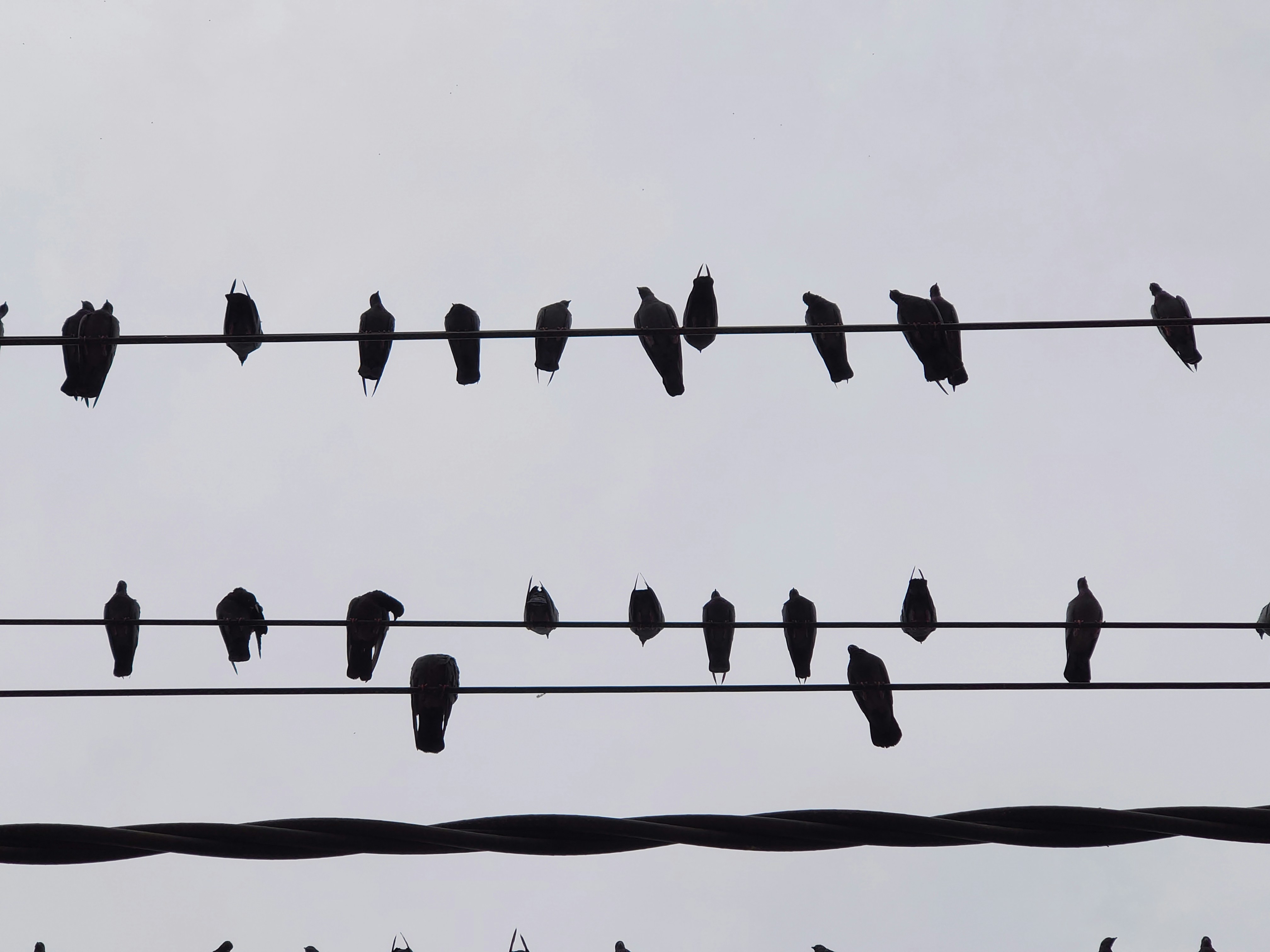 A flock of birds sitting on top of power lines