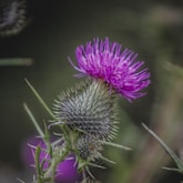 A thistle flower with purple flowers in the background