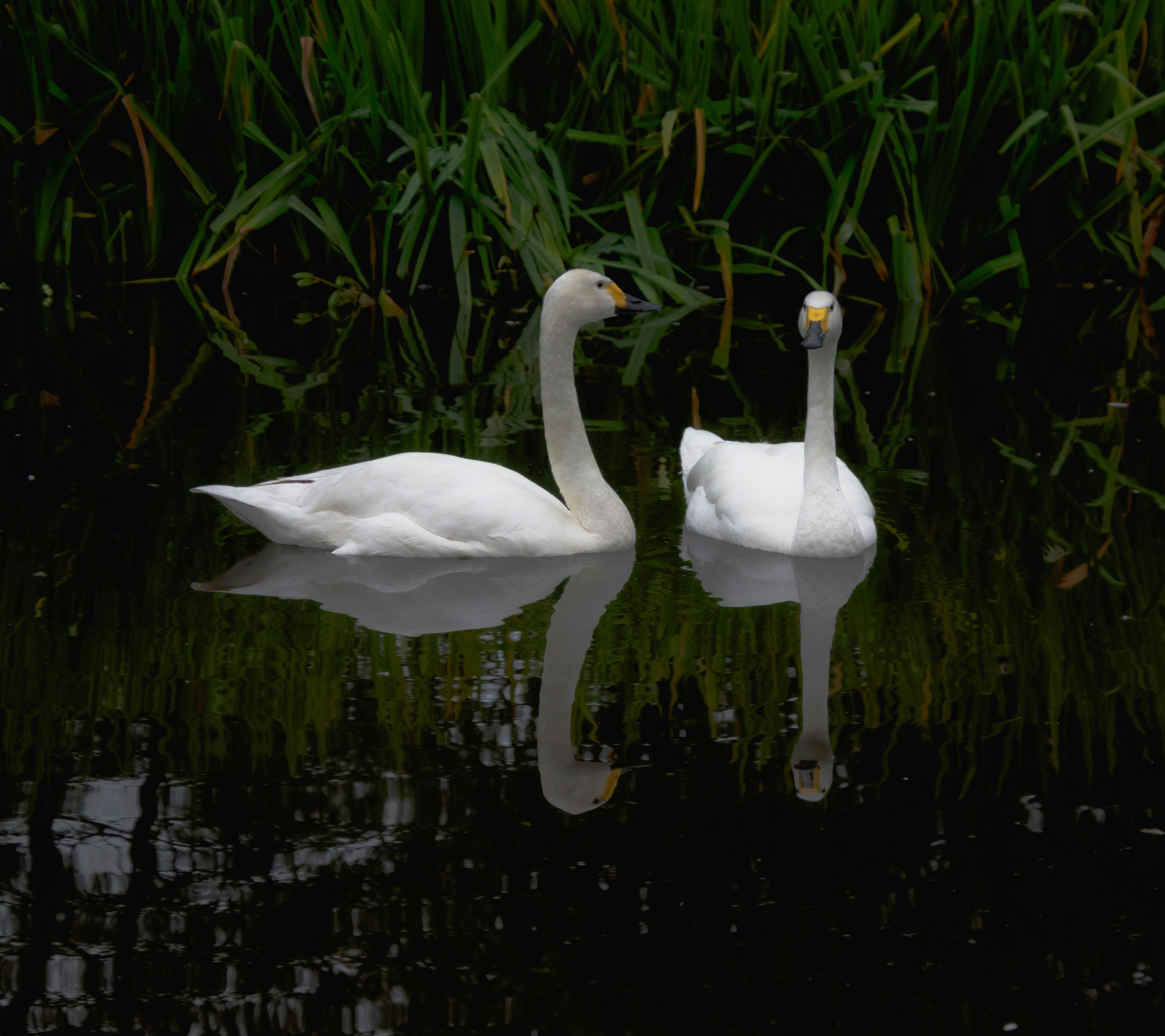 Photo by starkie_pics