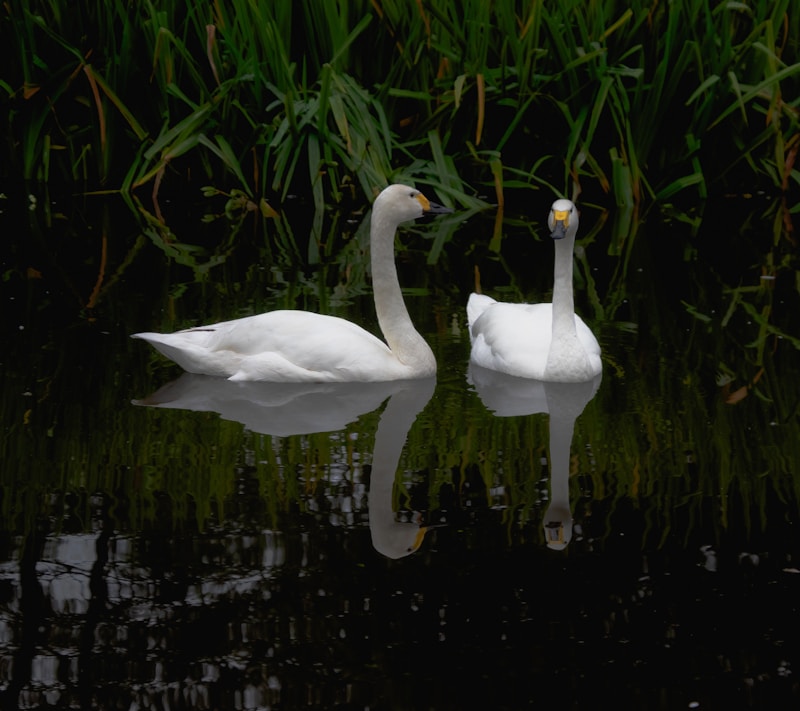 Elegant swans gliding in harmony
