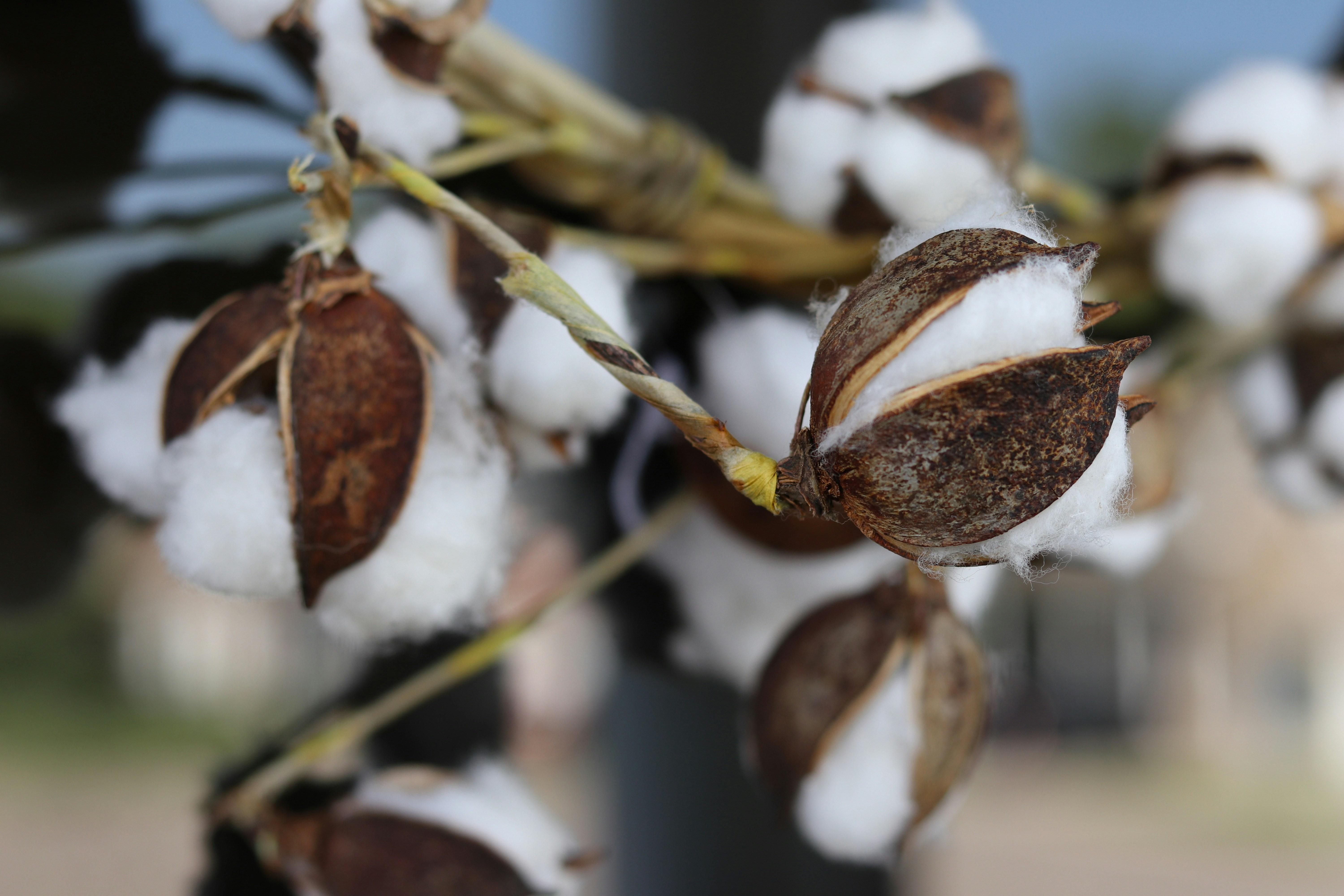 A close up of a bunch of cotton flowers