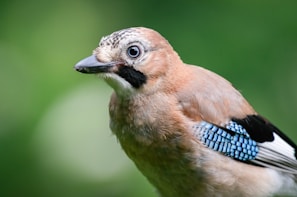A blue and white bird with a black beak
