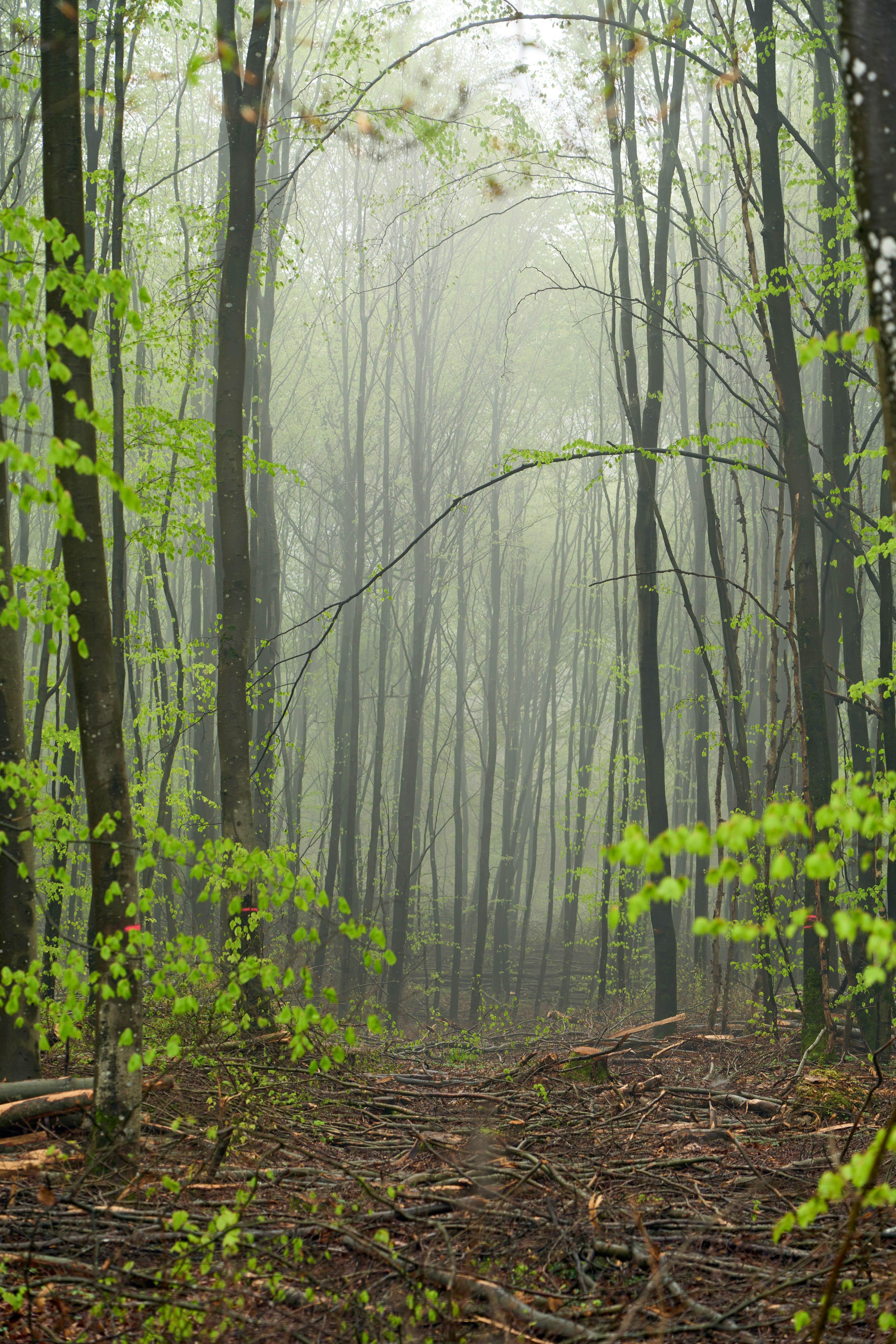 Photo by wolfgang_hasselmann