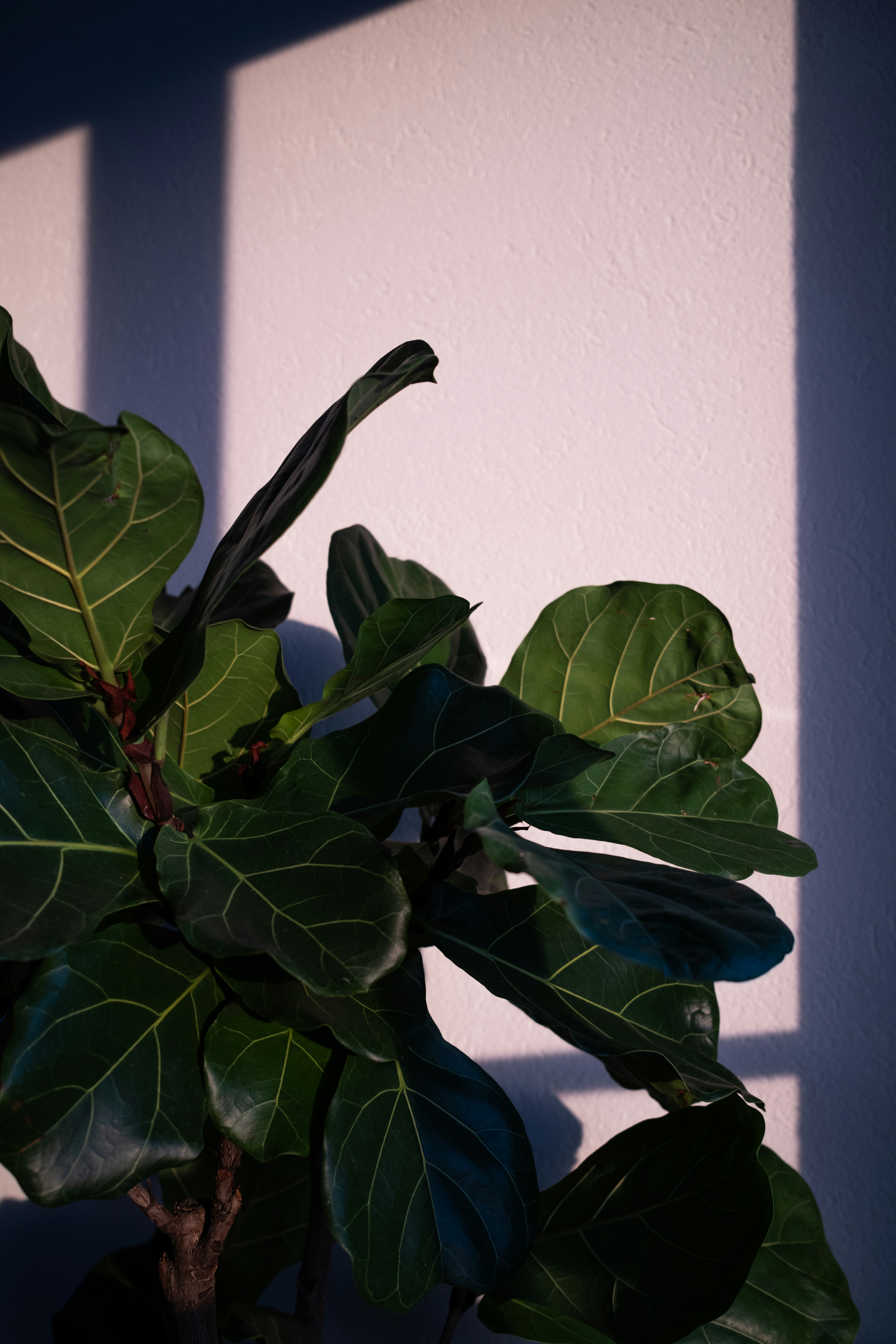 A potted plant in front of a white wall