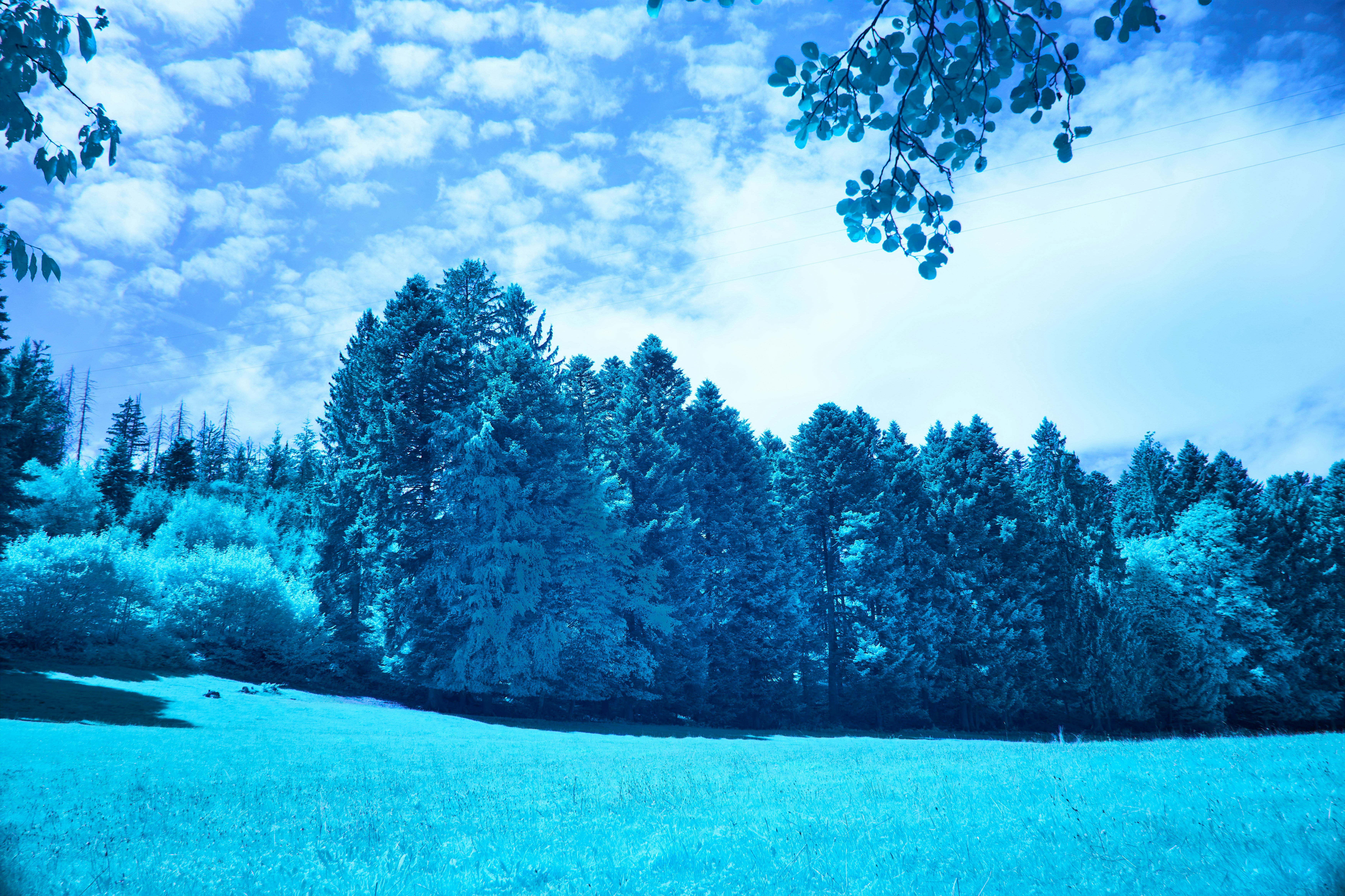 Photo by wolfgang_hasselmann