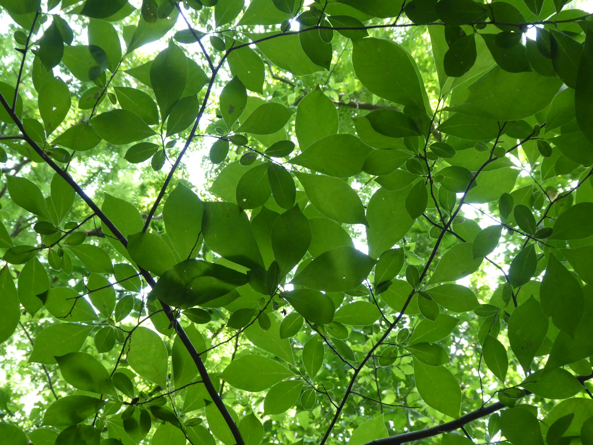 A tree with lots of green leaves on it