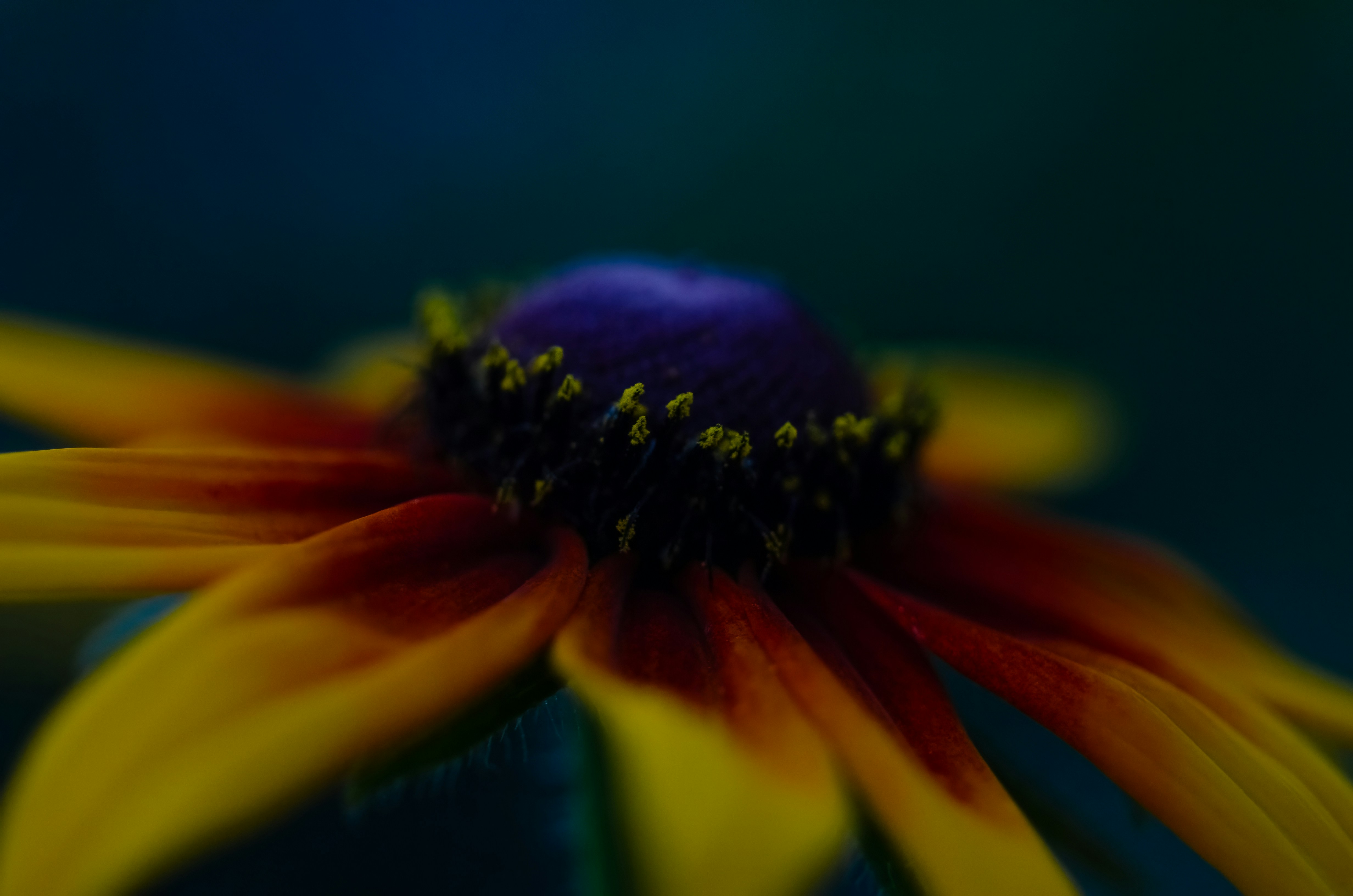 Photo by andrilliardbond