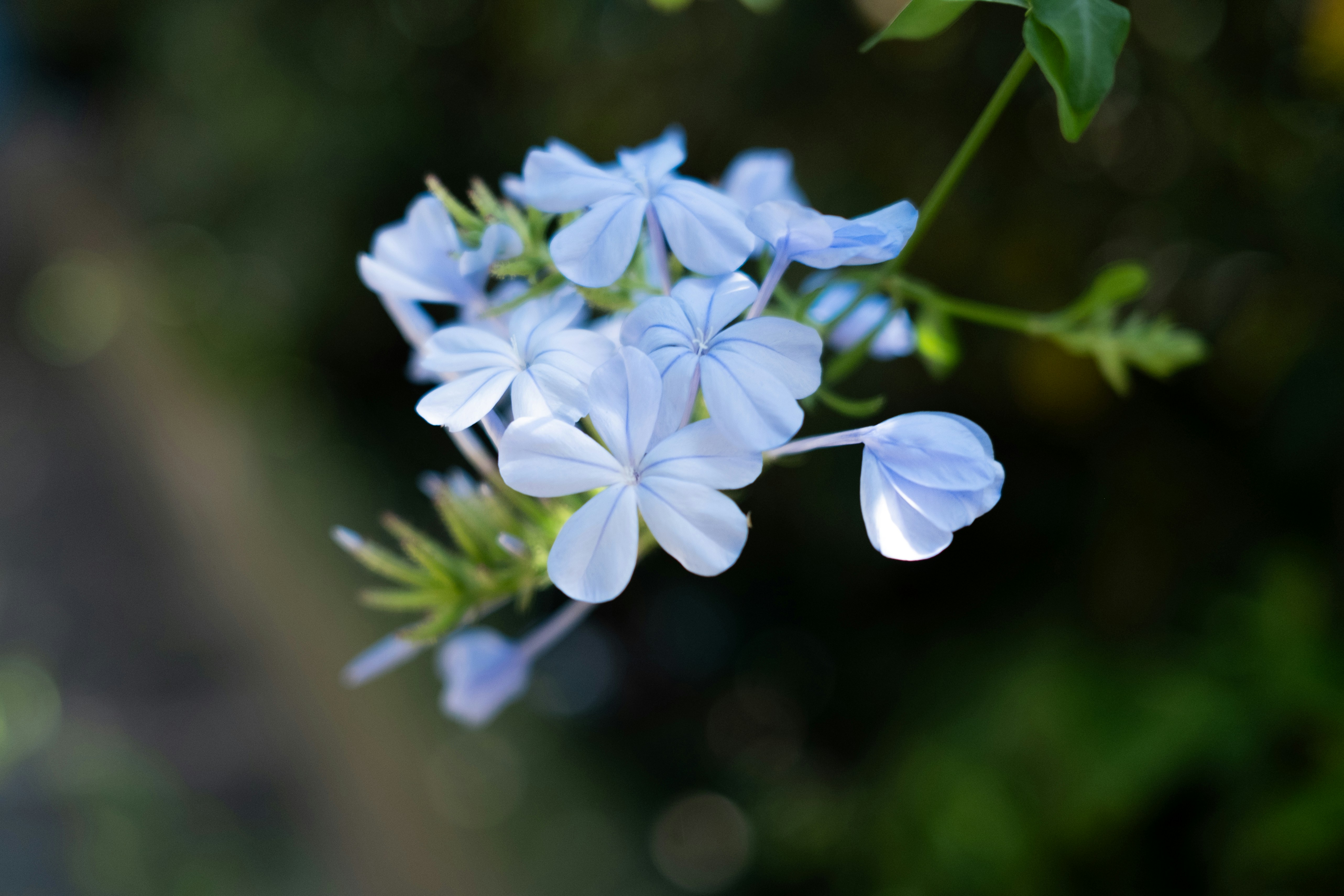 Photo by lauraespana