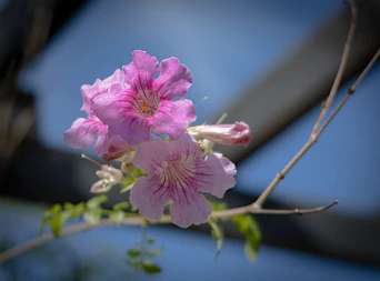 A close up of a pink flower on a branch