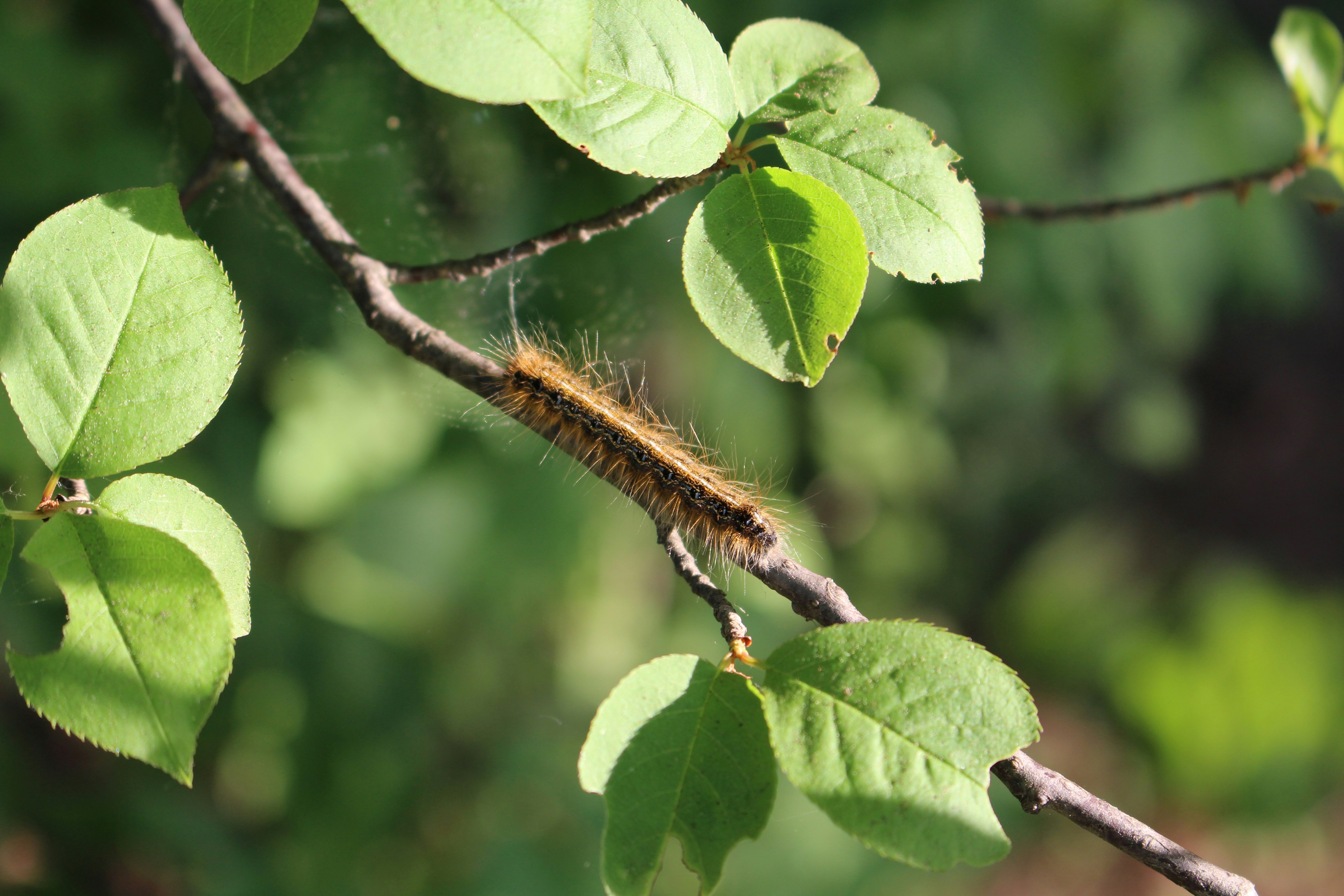 Photo by samanthatina