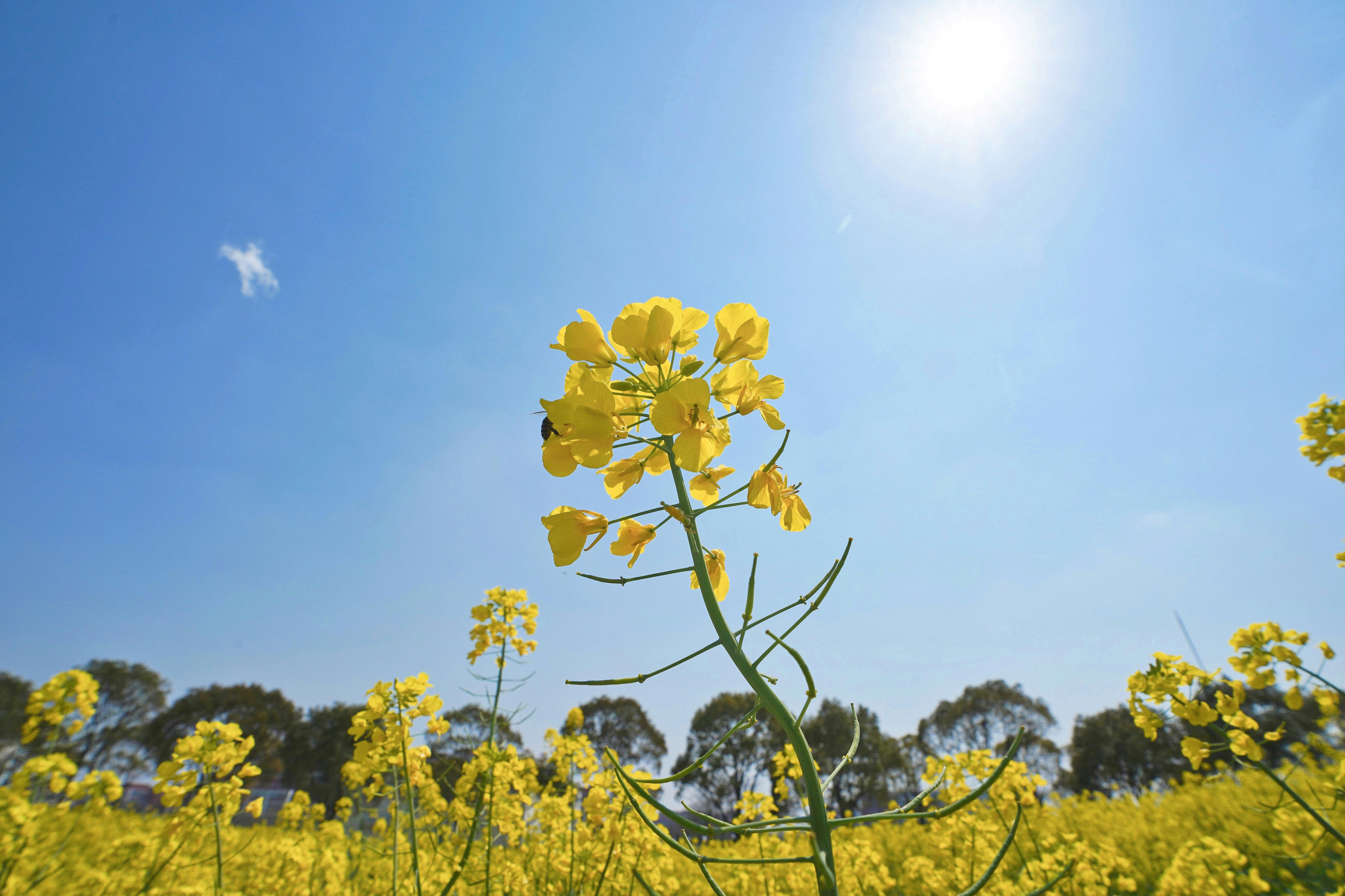 A field full of yellow flowers under a blue sky